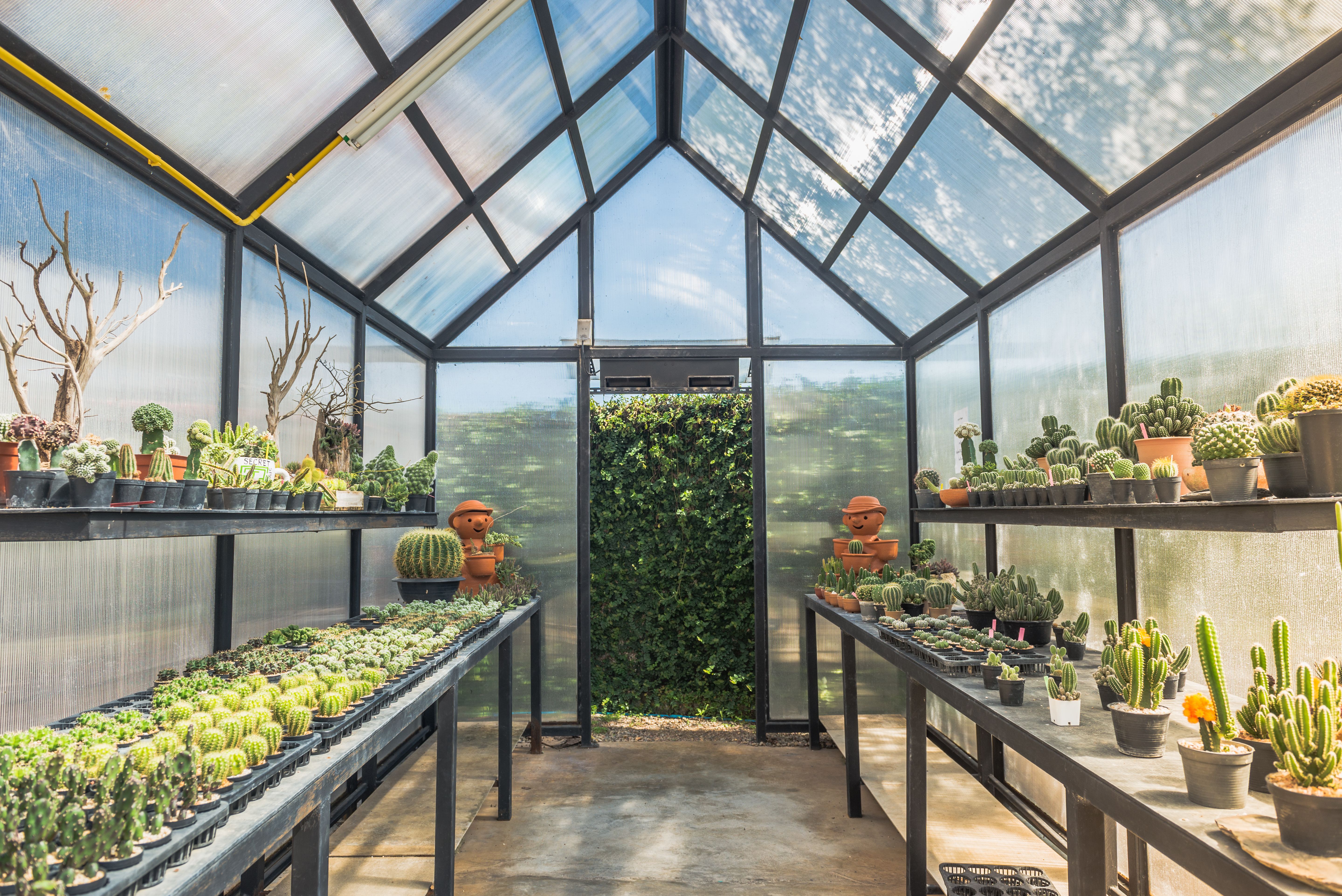 Clear transparent cactus house