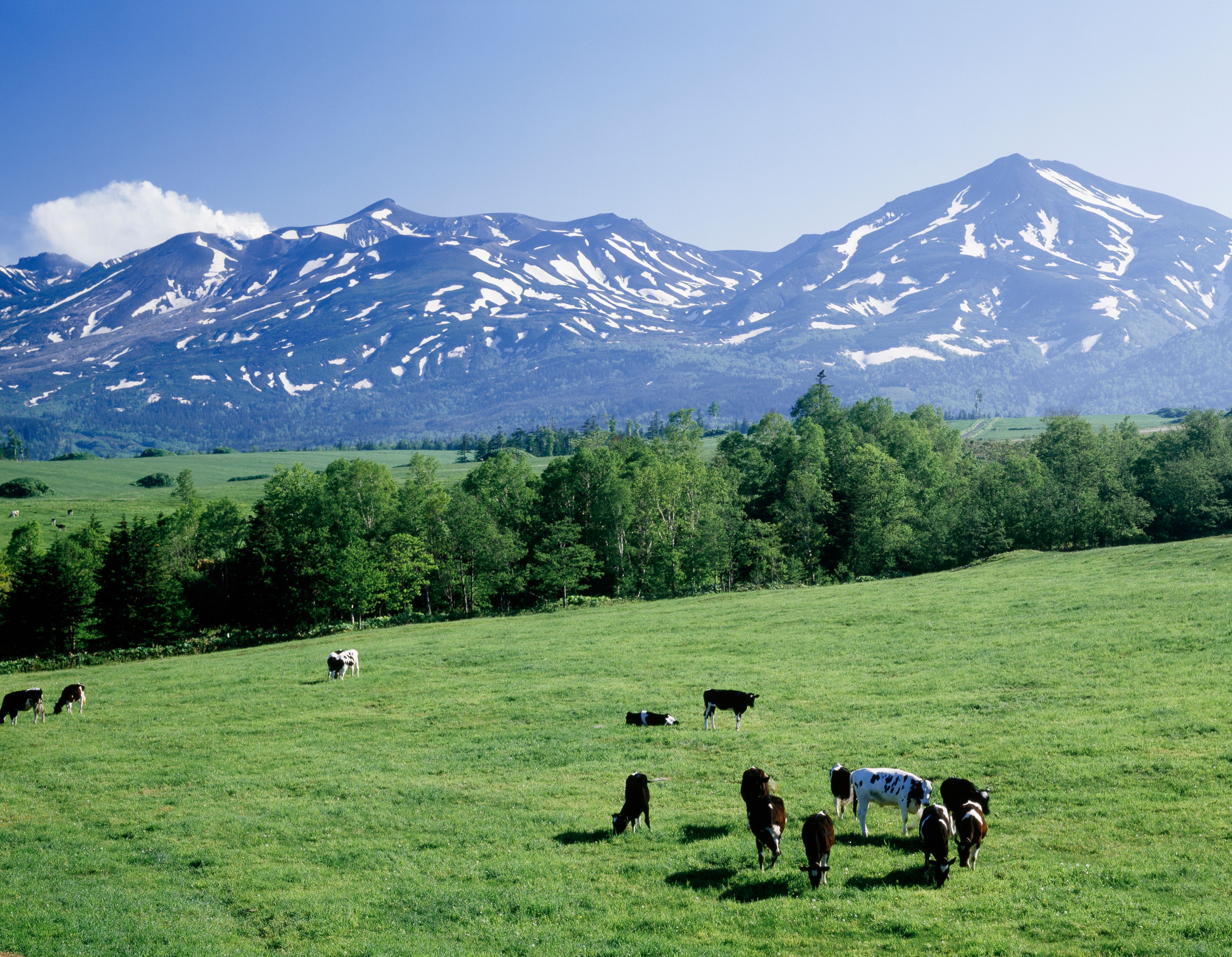 hokkaido dairy farm