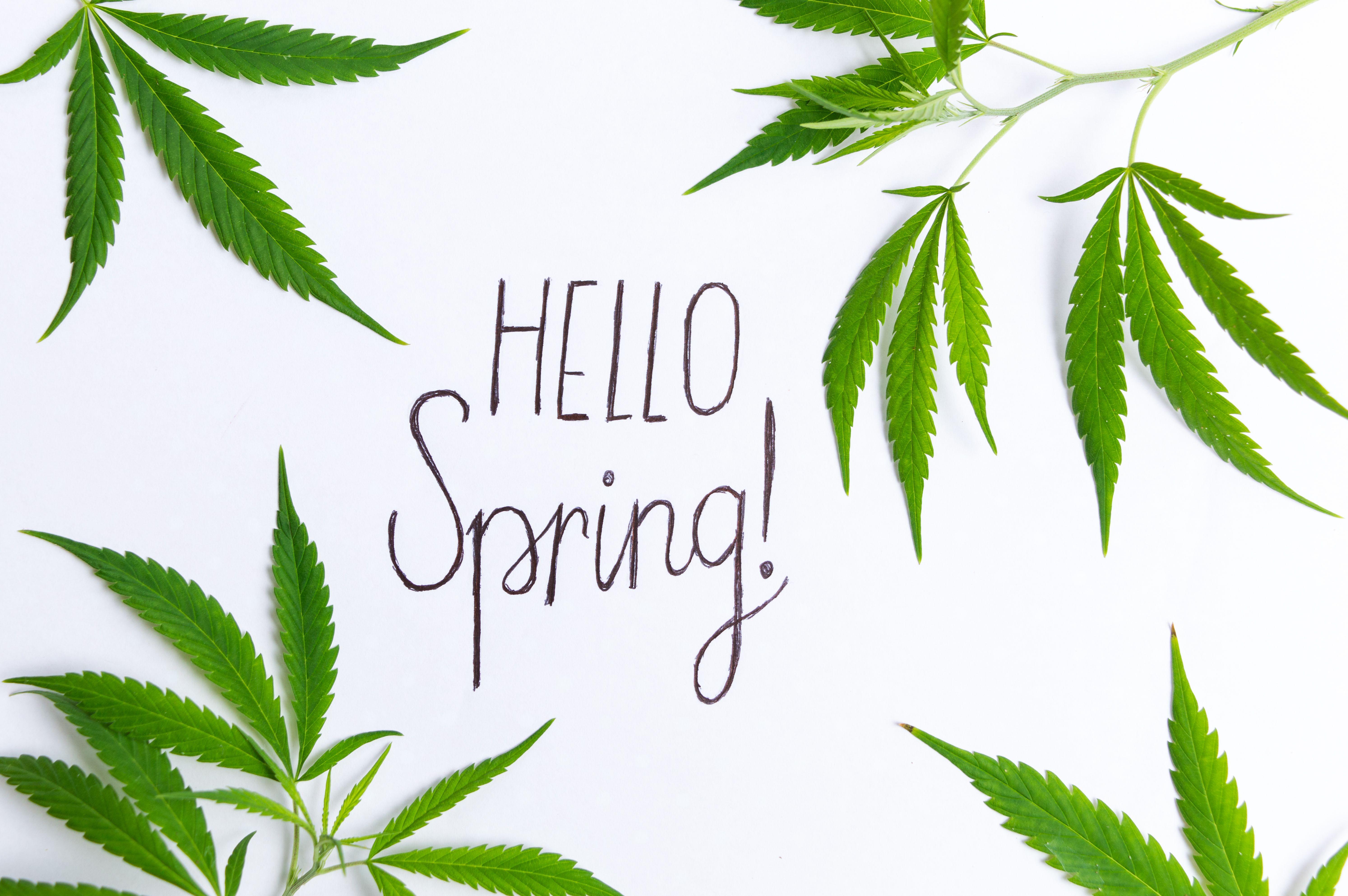 spring cannabis