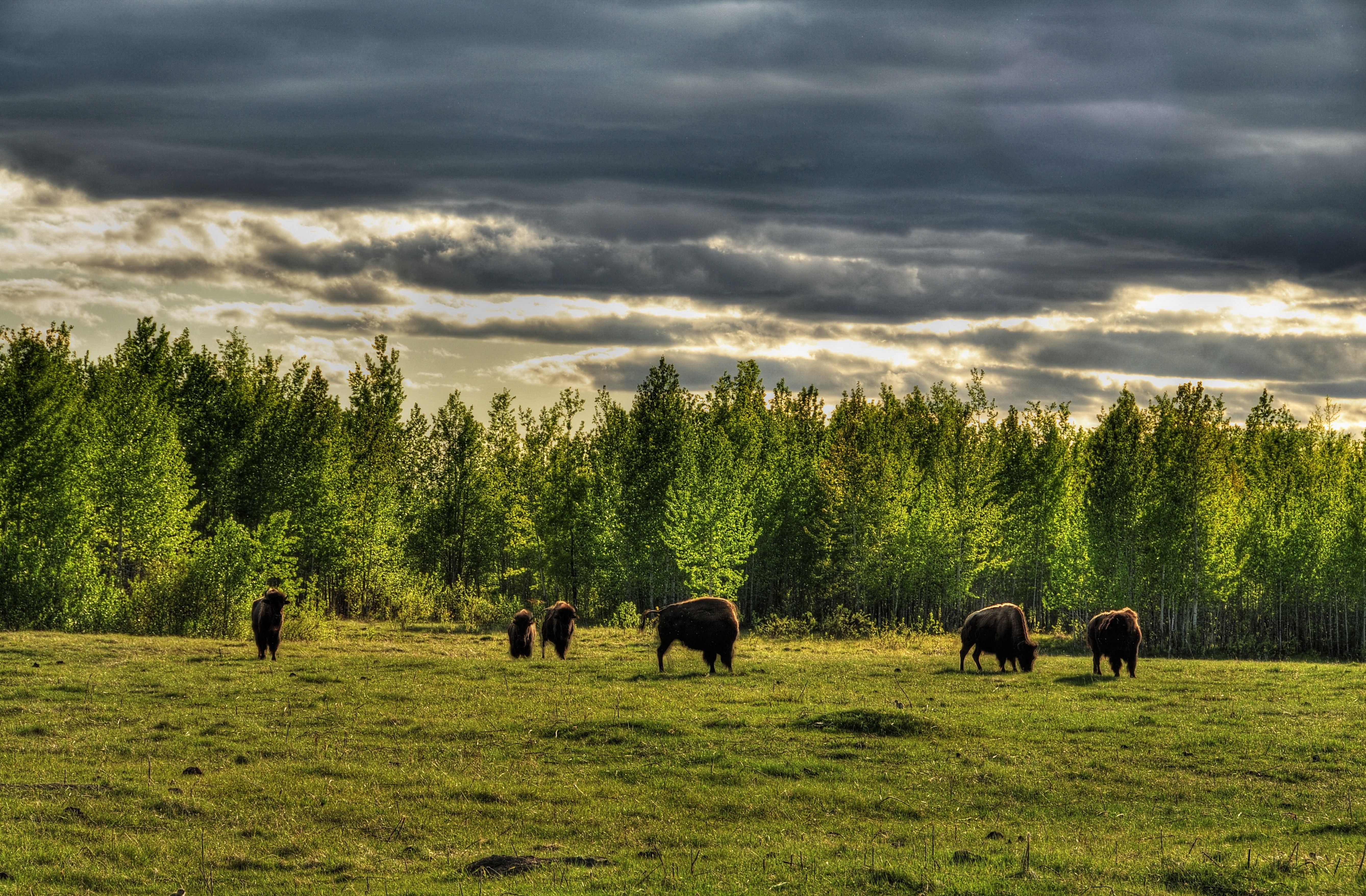 bison alberta