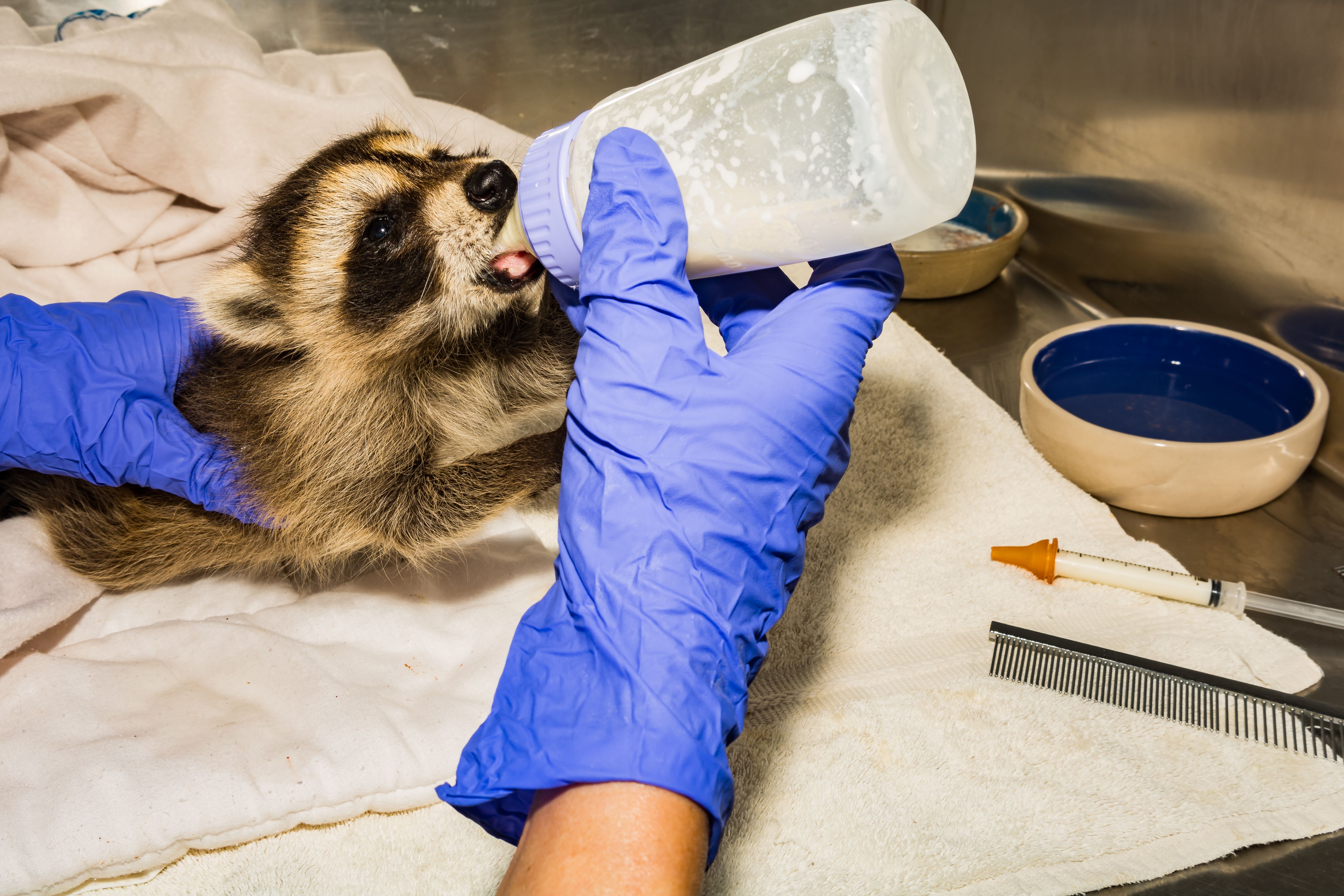 wildlife rehabilitation
