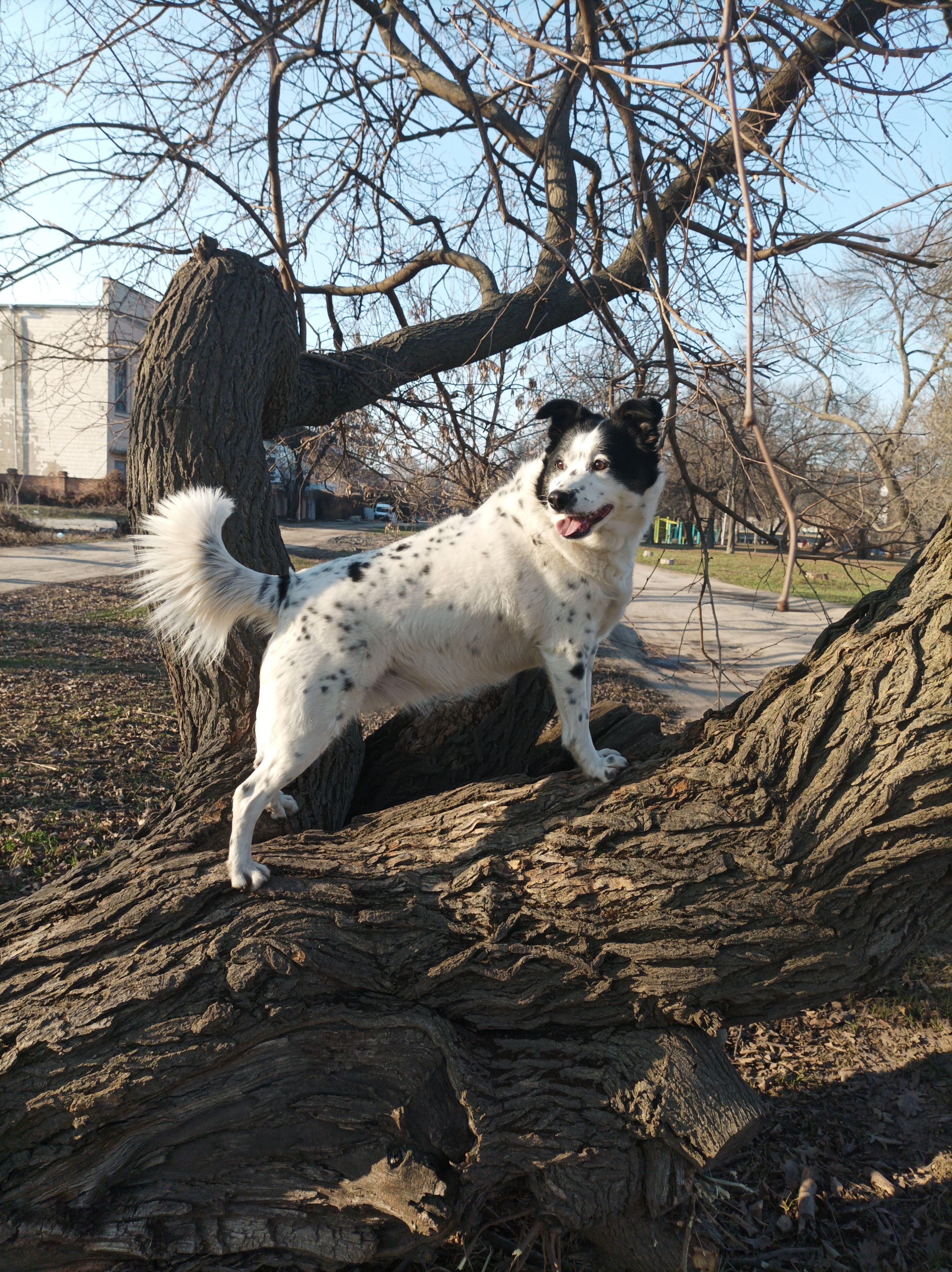 dog walker certification