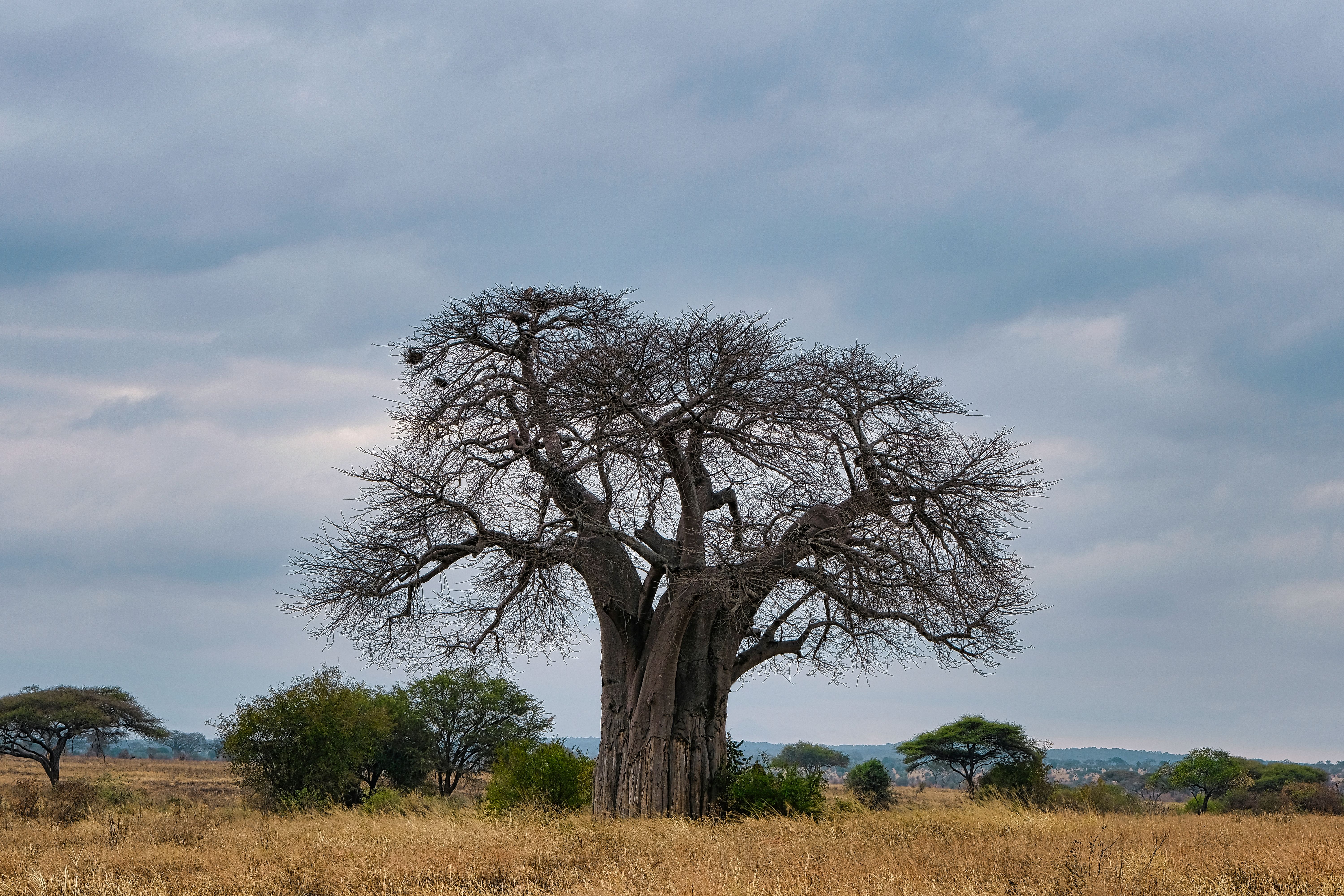 baobab tree