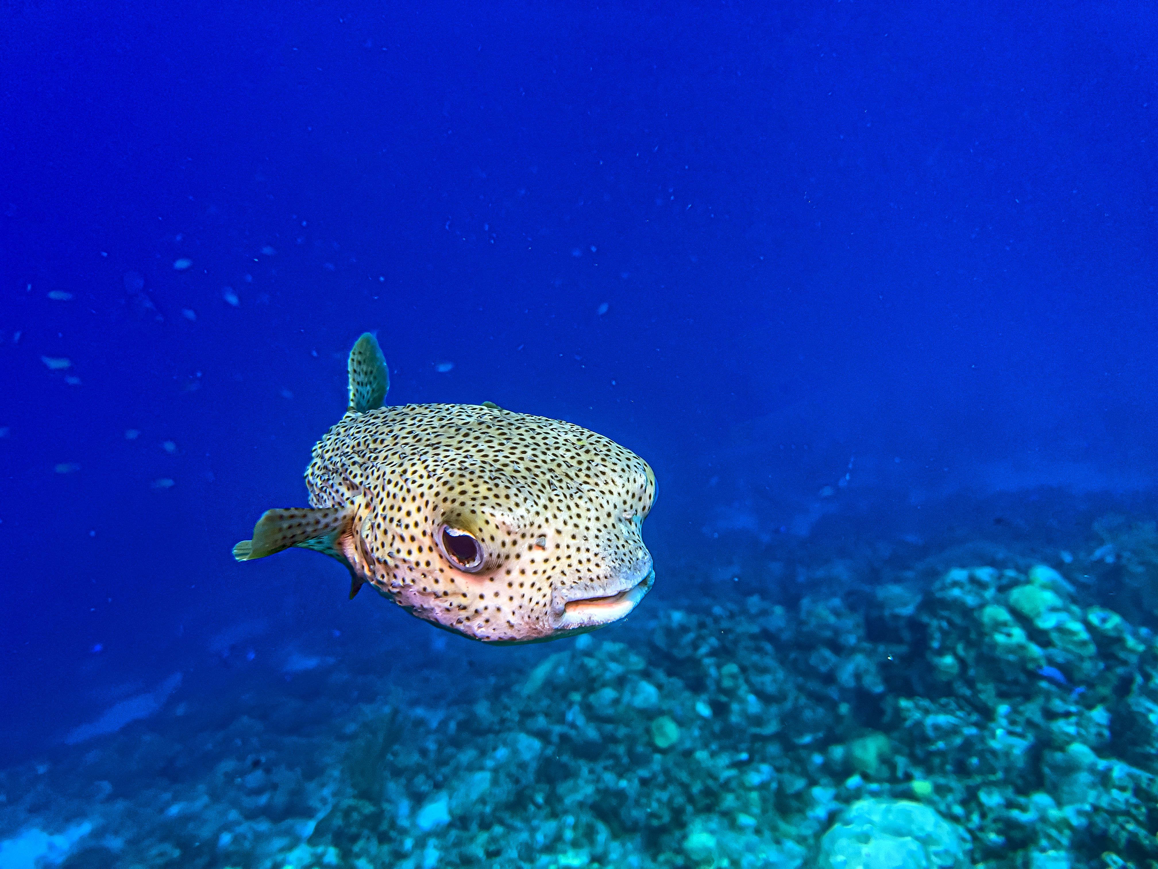 scuba diving caribbean