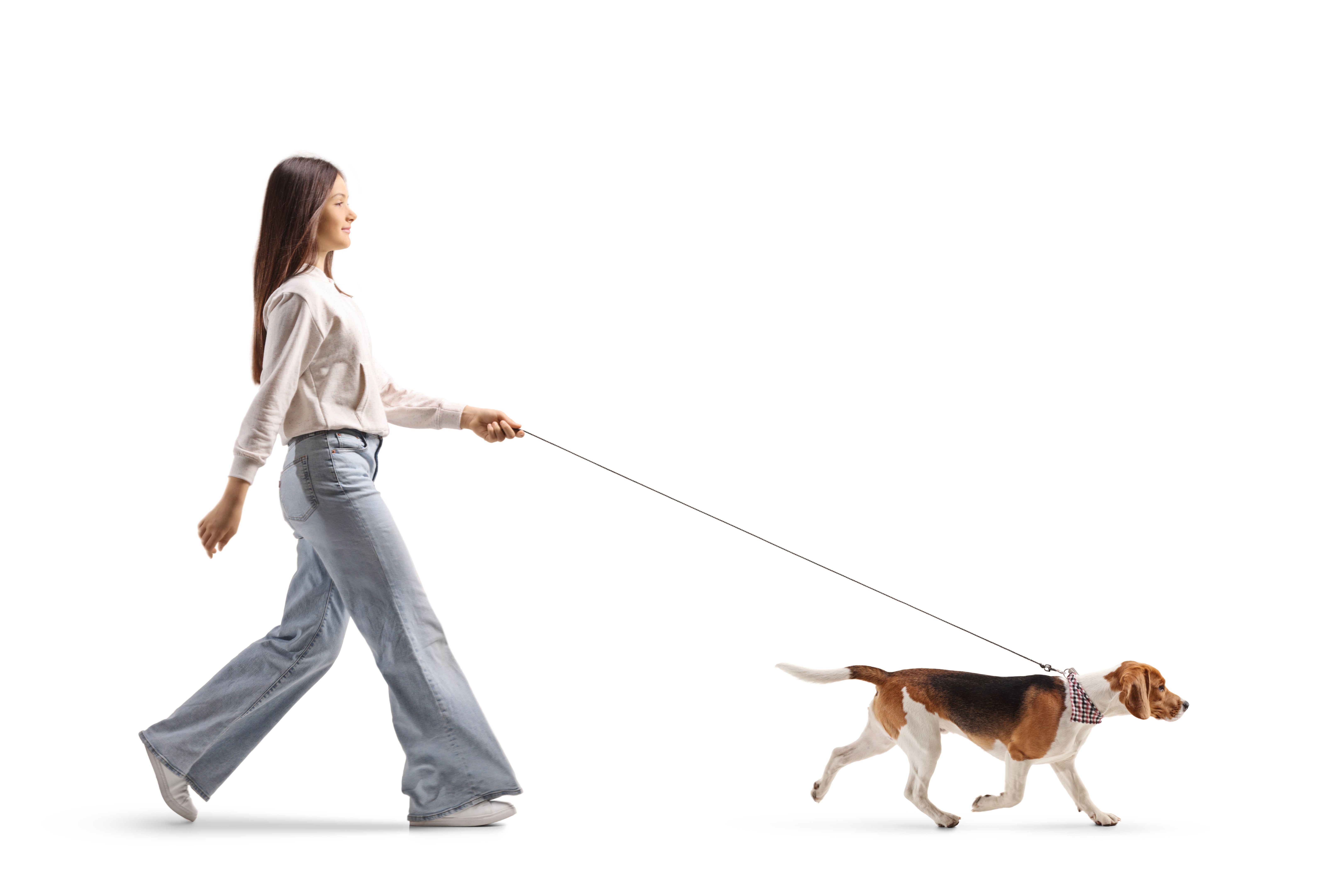 dog gait analysis