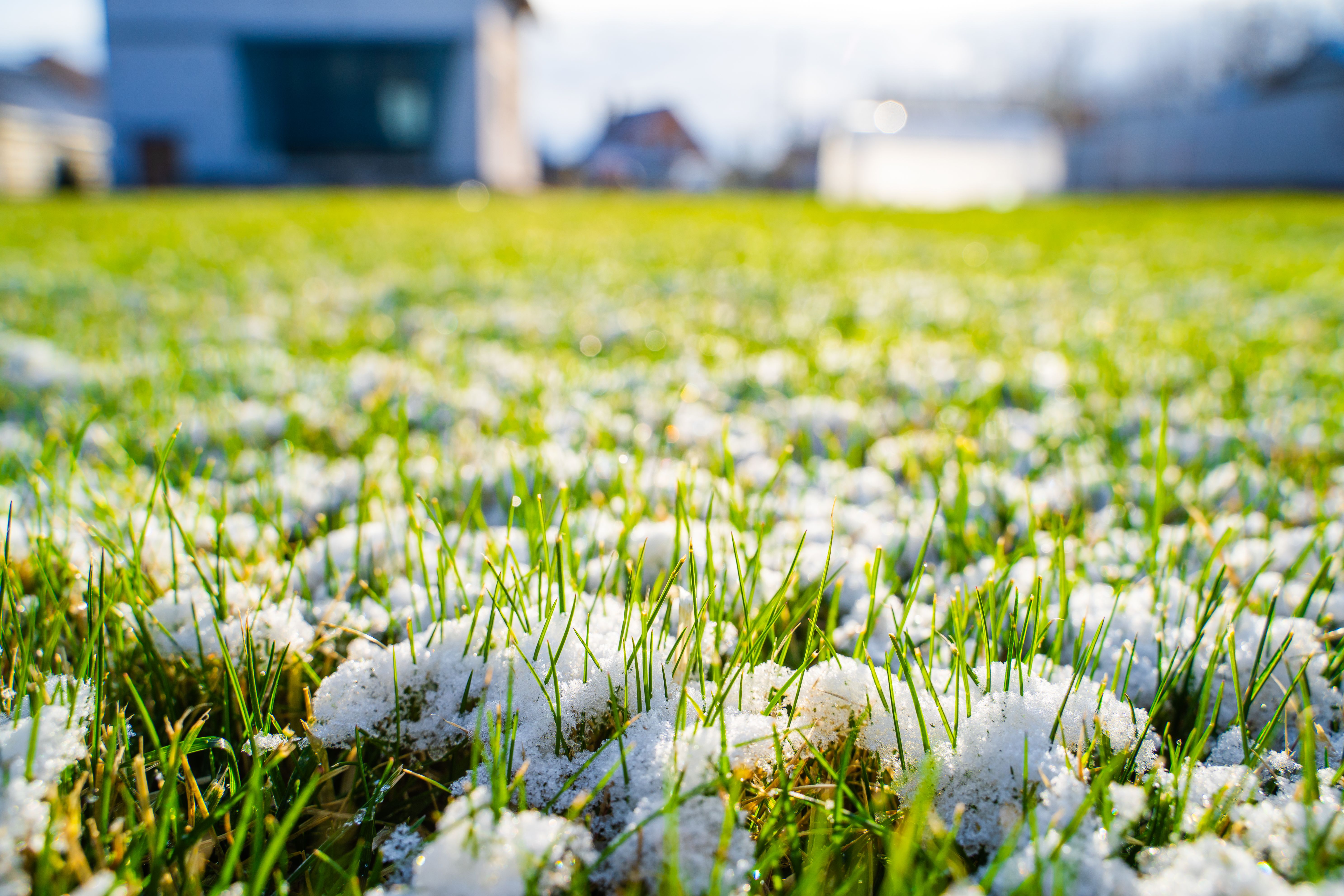 snowy lawn