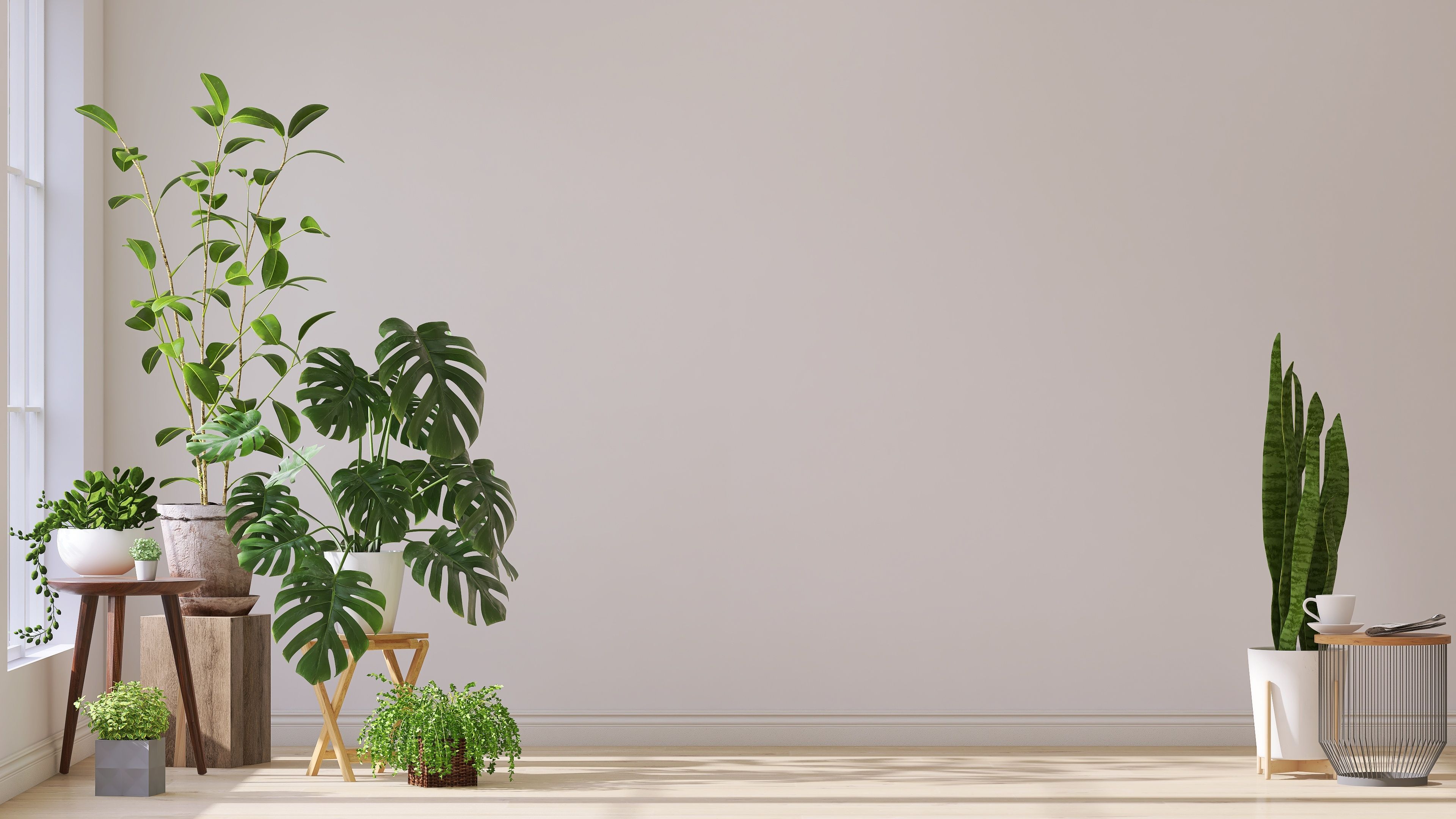 interior plants decor