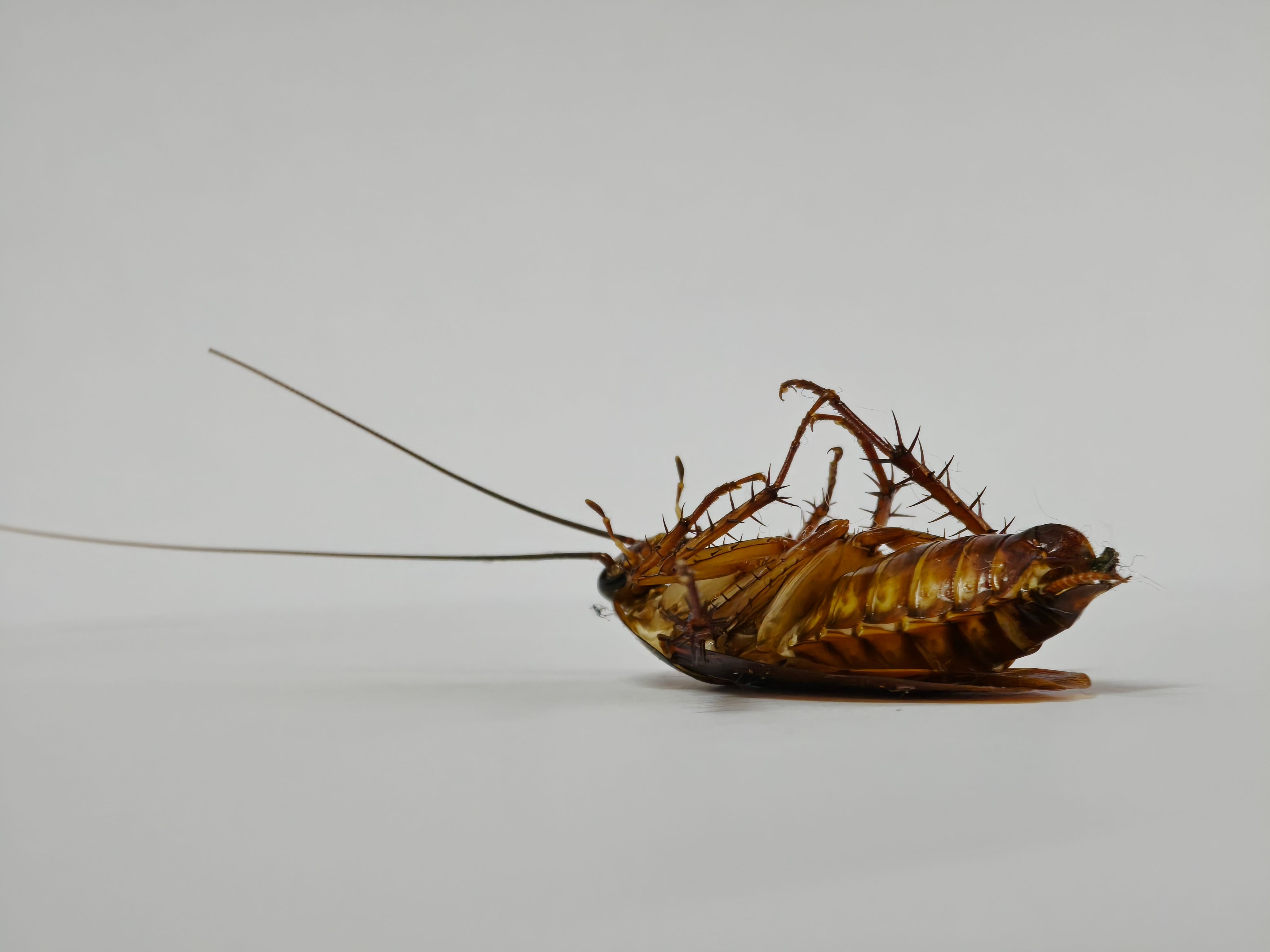 cockroach control
