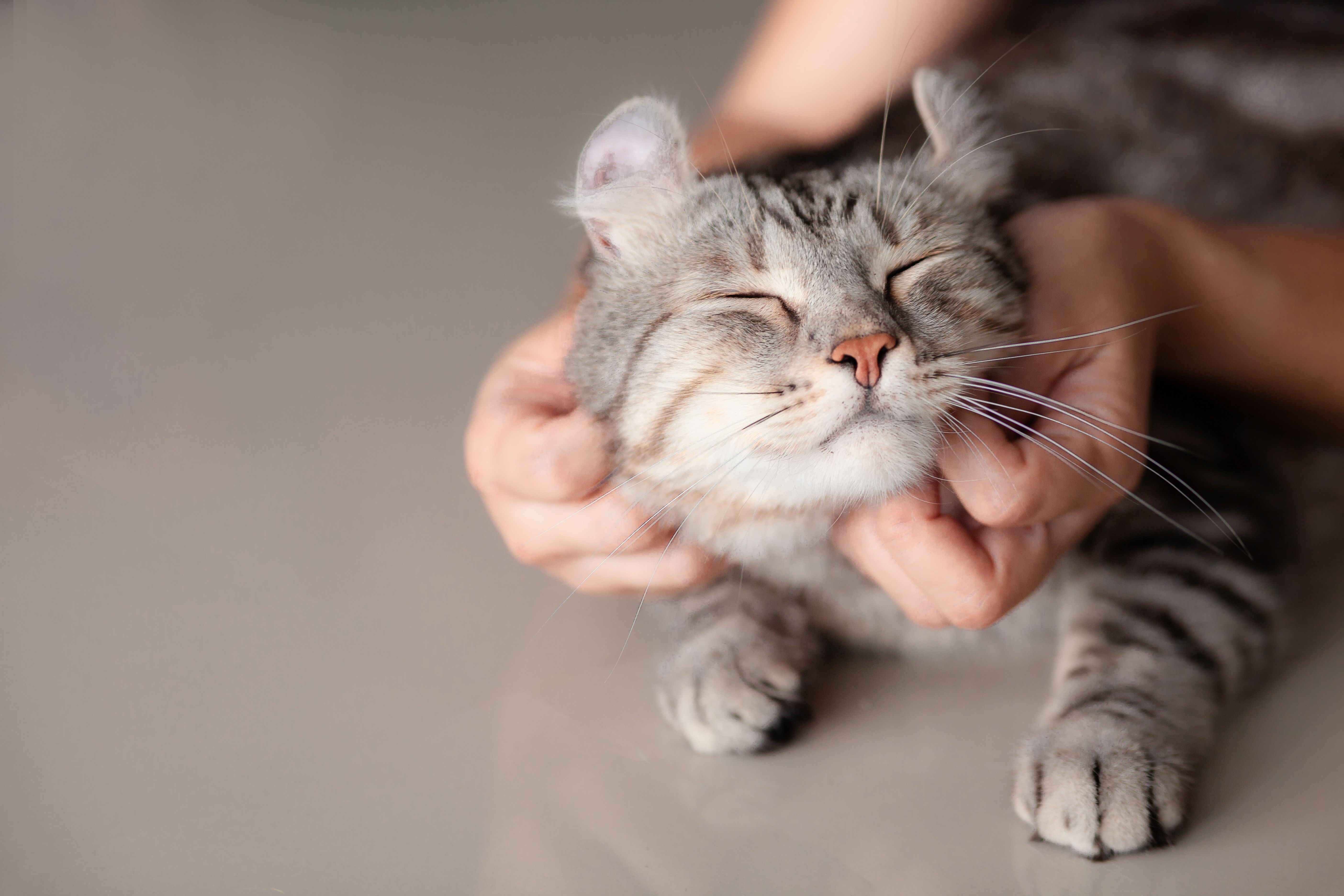 pet fair