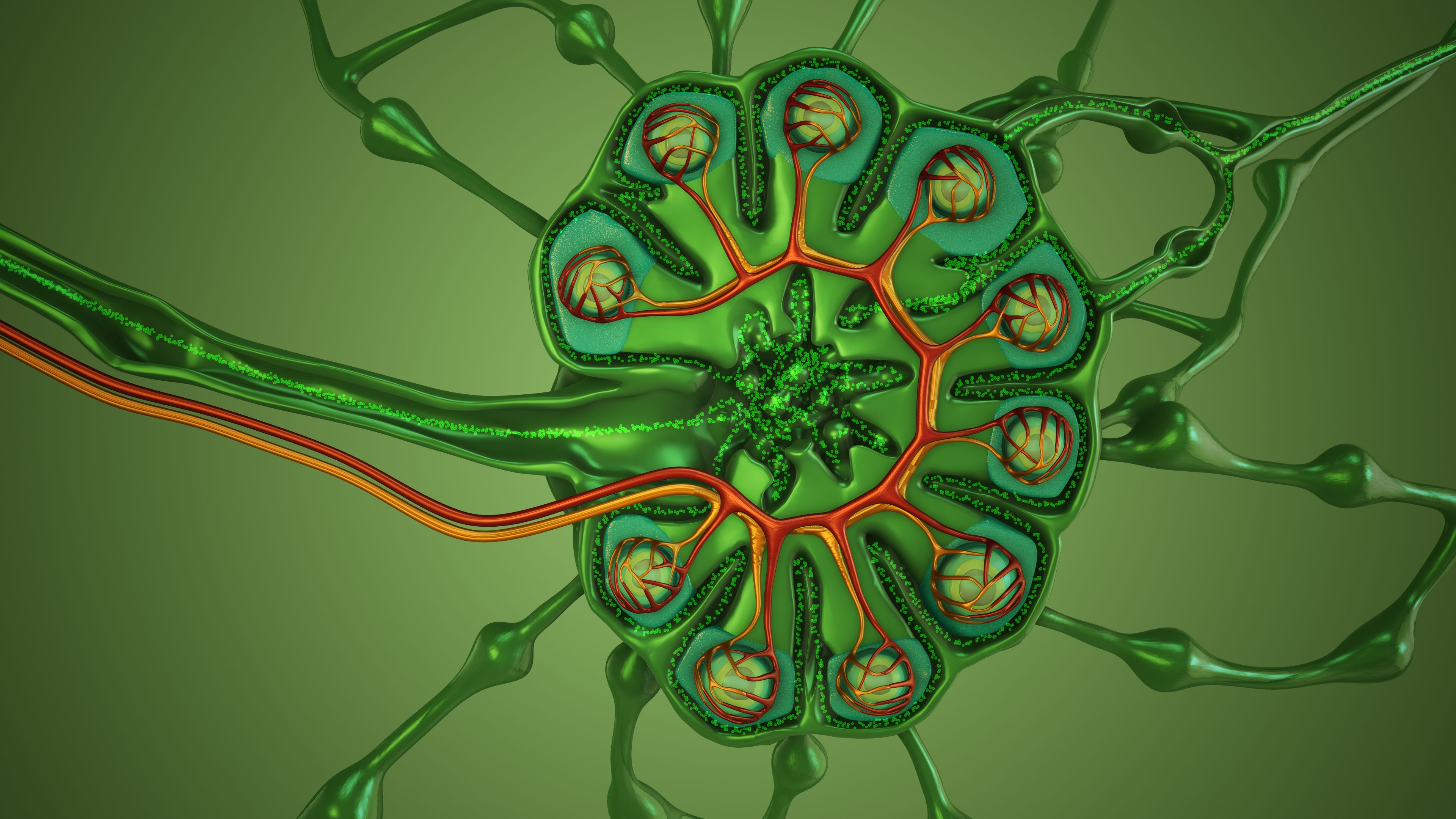 Lymph Transport Through Lymphatic Node System