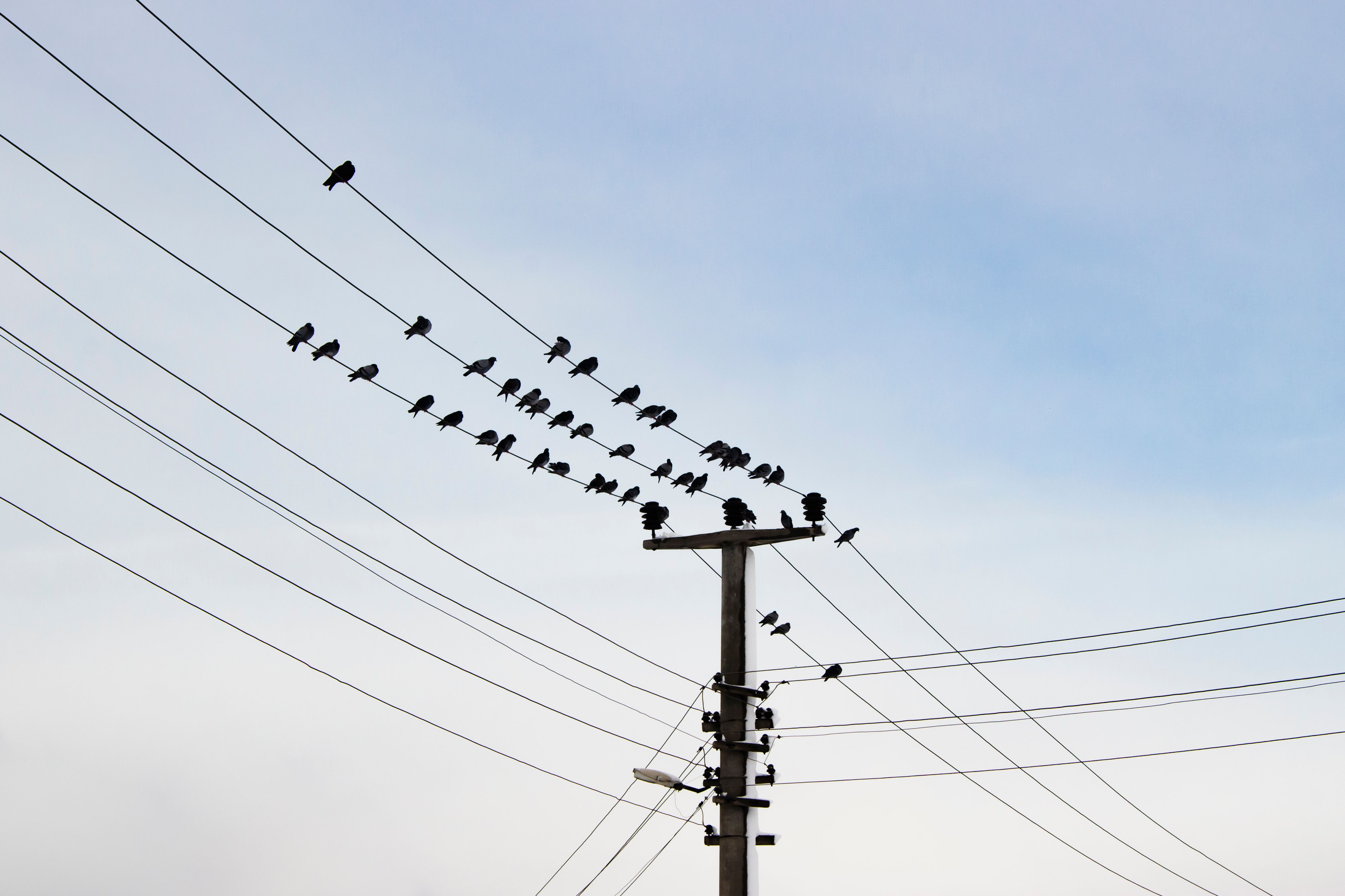 bird power lines