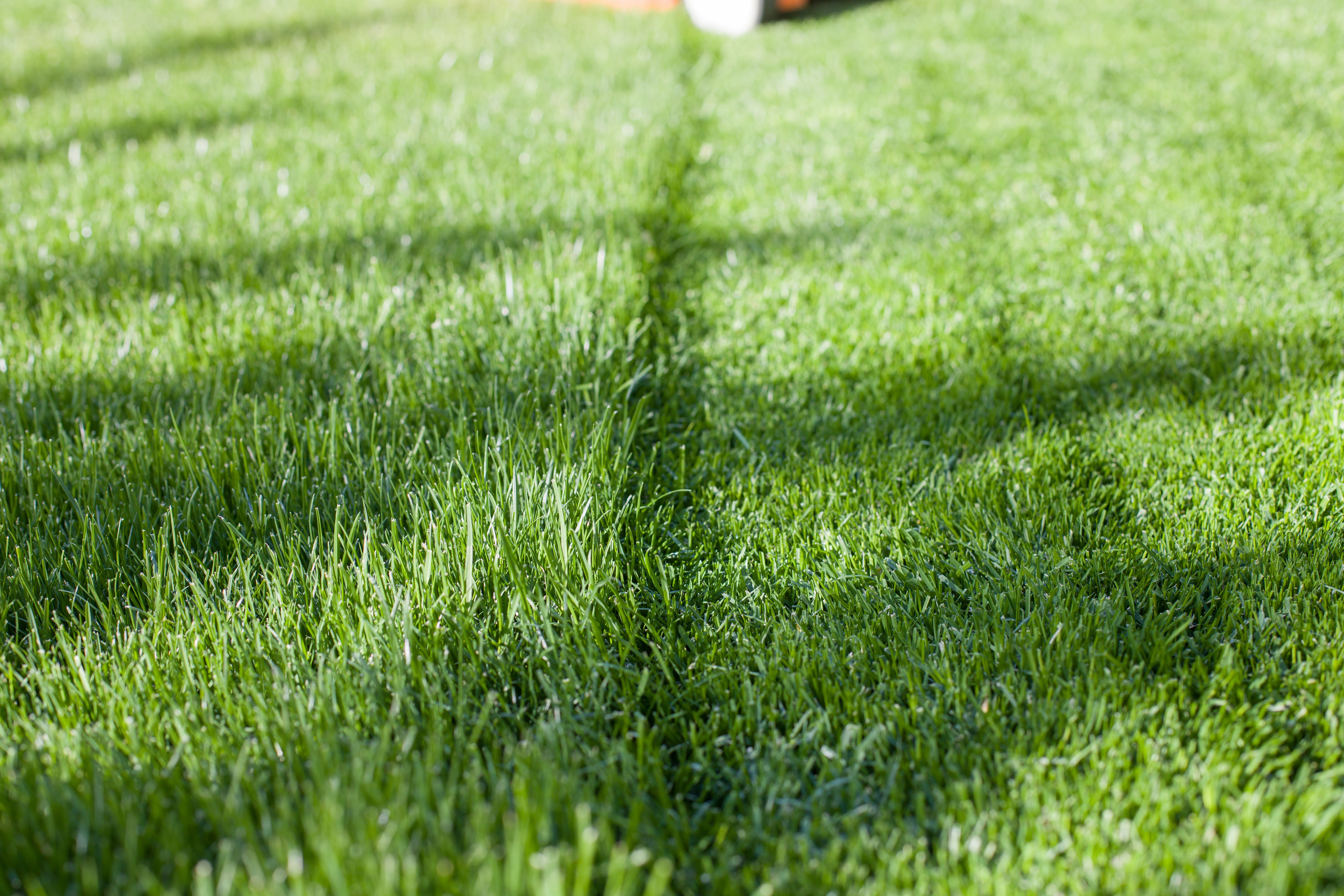 Freshly mowed lawn and overgrown lawn. Selective focus. Shallow depth of field.