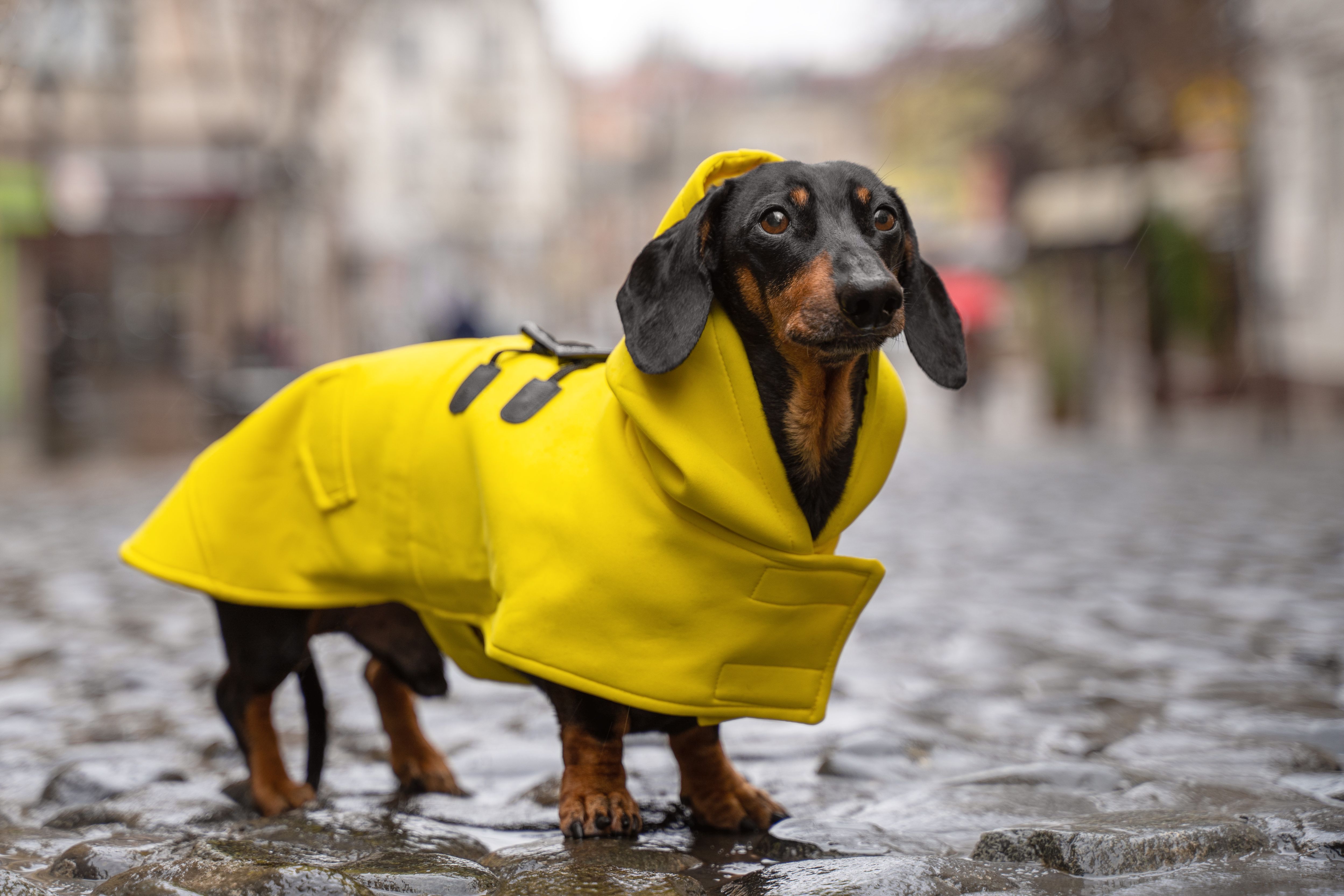 dog raincoat