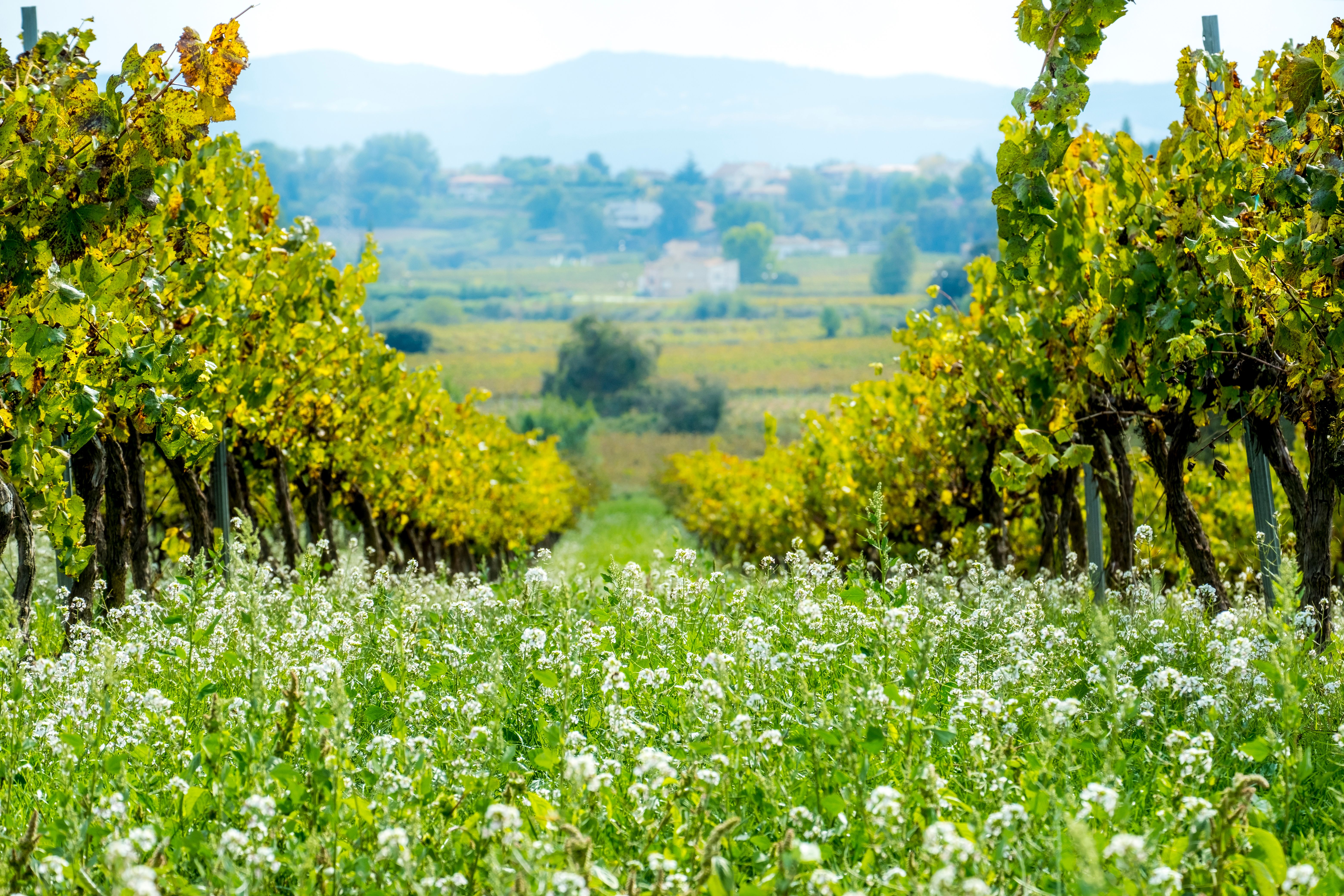 cava grapes