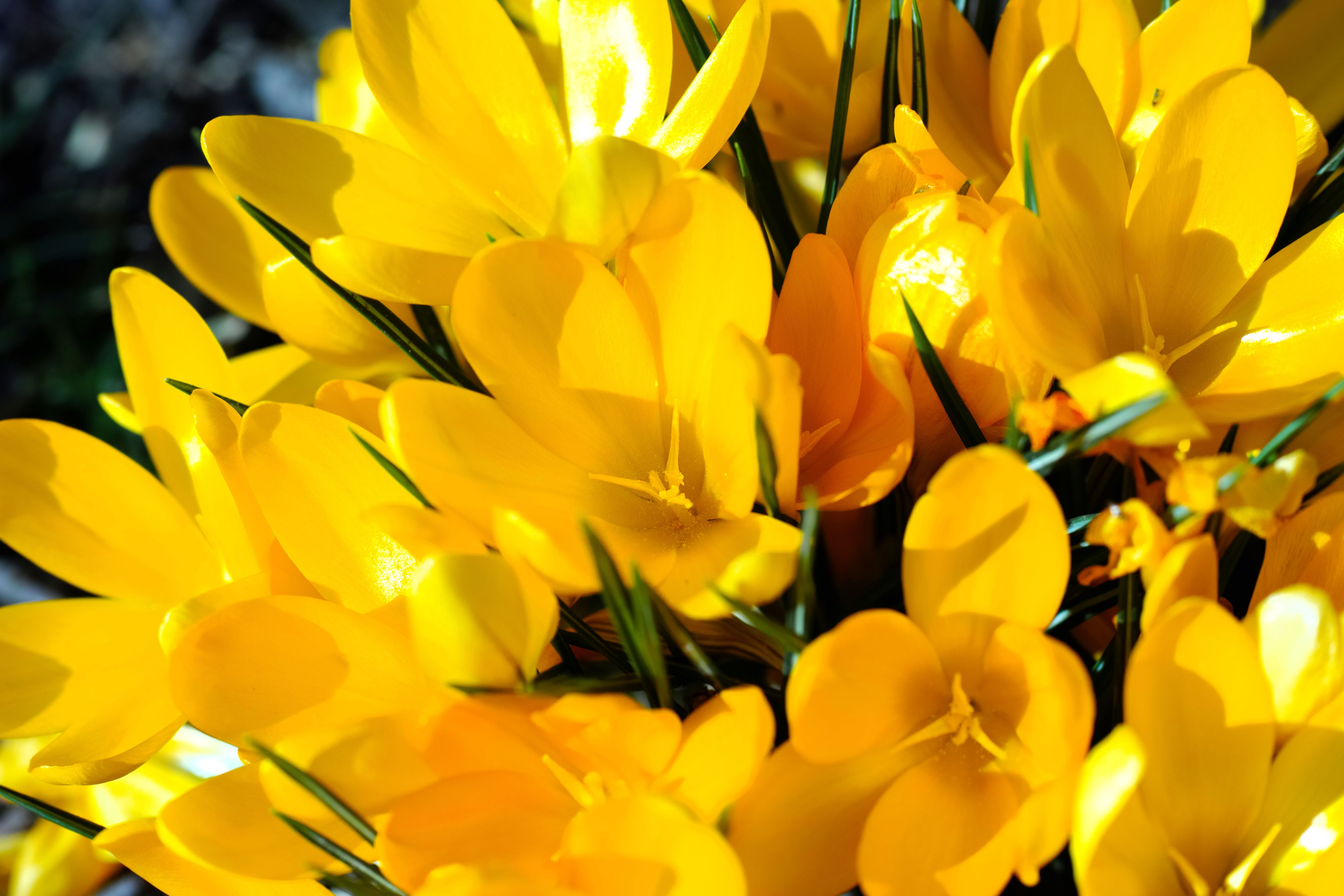 A vibrant bouquet of yellow crocus blooms symbolizing the arrival of spring