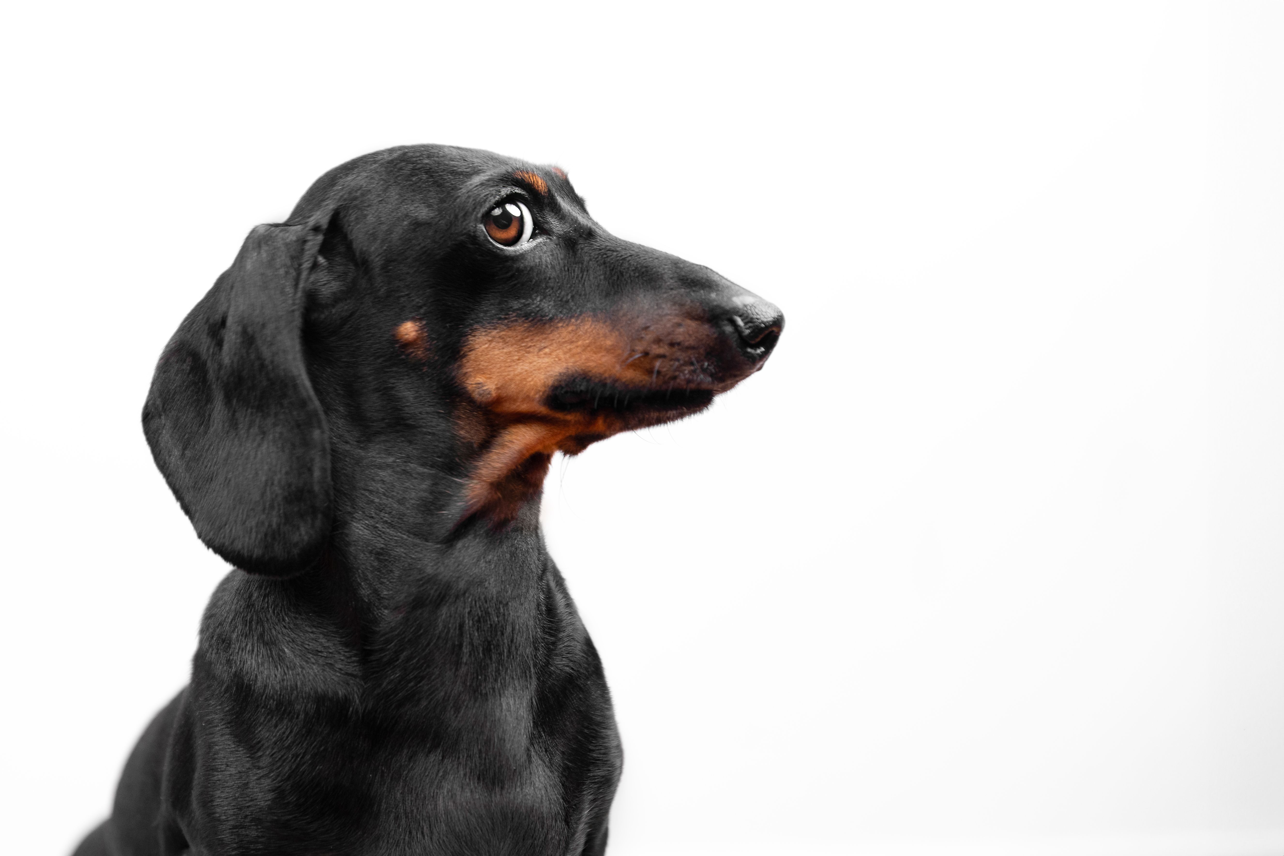 dog photoshoot