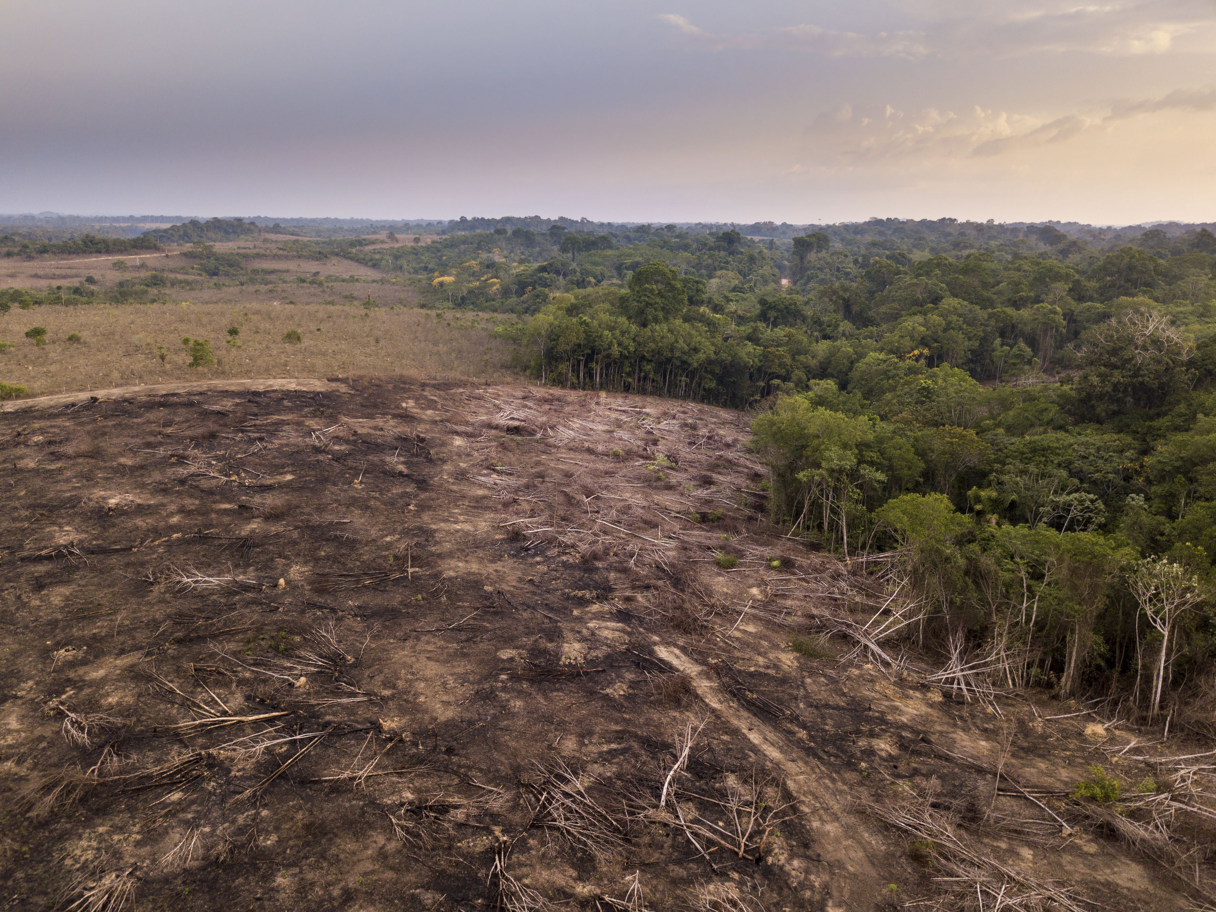 Drone aerial view of deforestation in the amazon rainforest. Trees cut and burned on illegally to open land for agriculture and livestock in the Jamanxim National Forest, Para, Brazil. Environment.