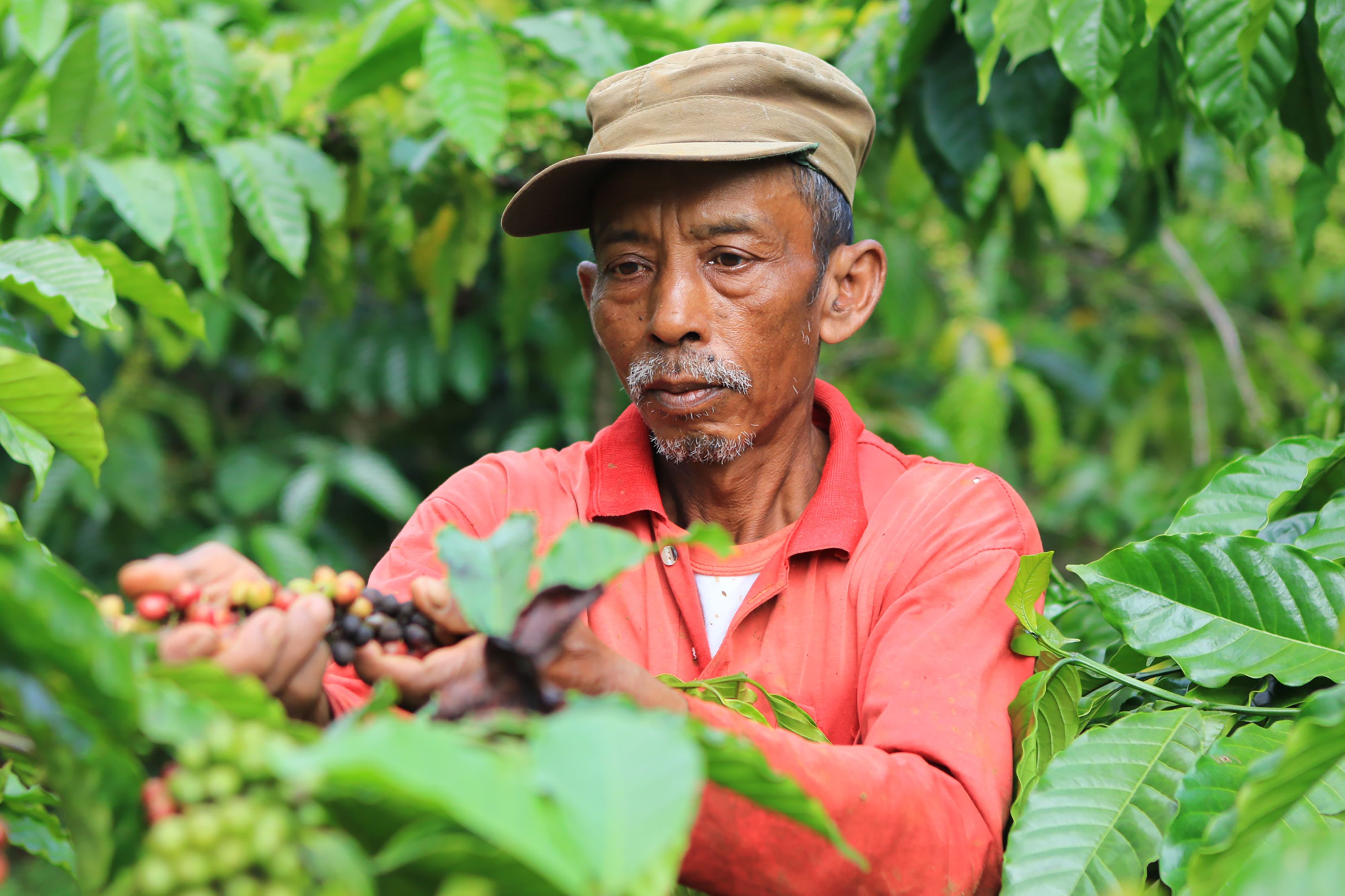 coffee farmer