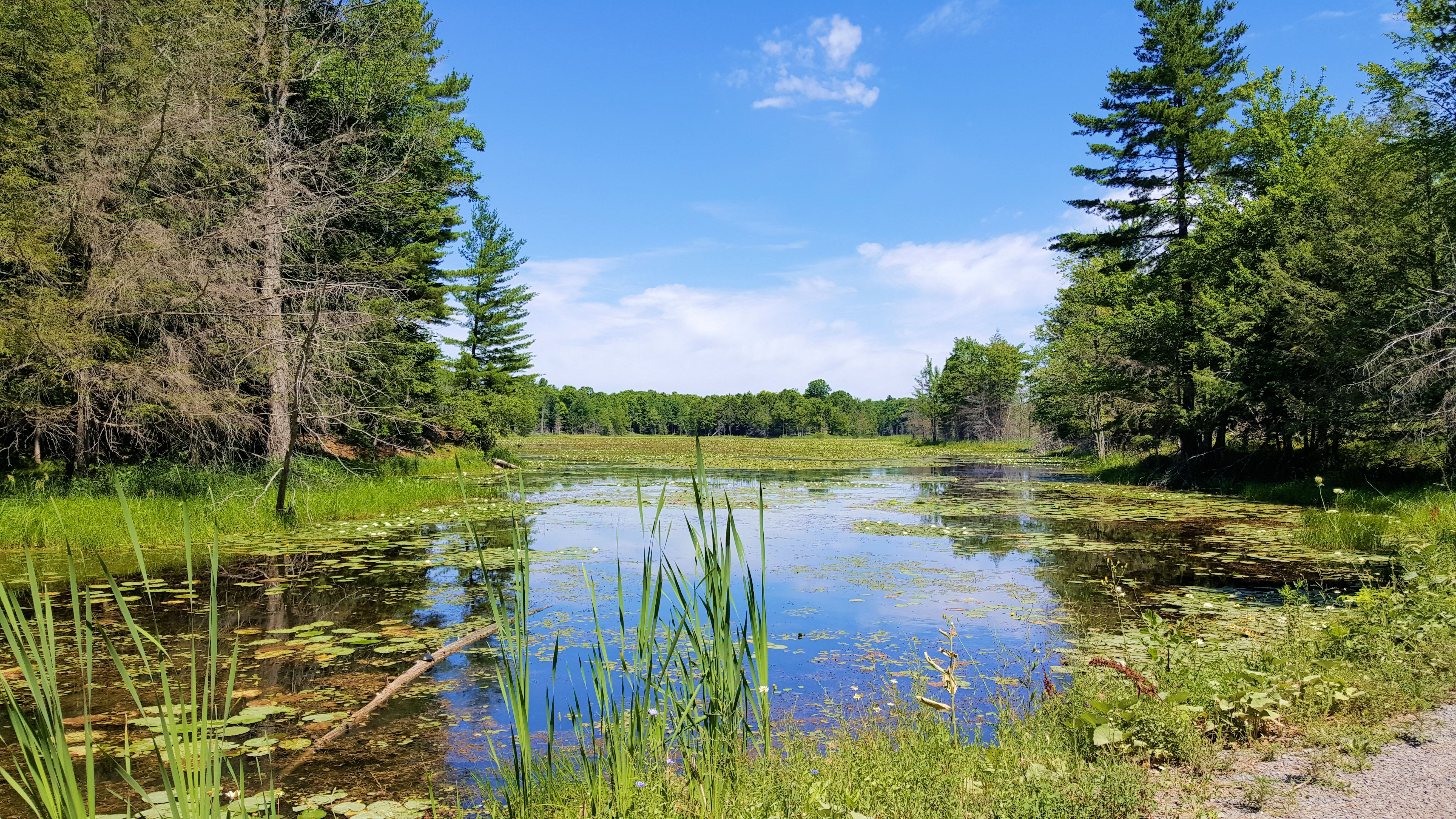 kingston summer weather