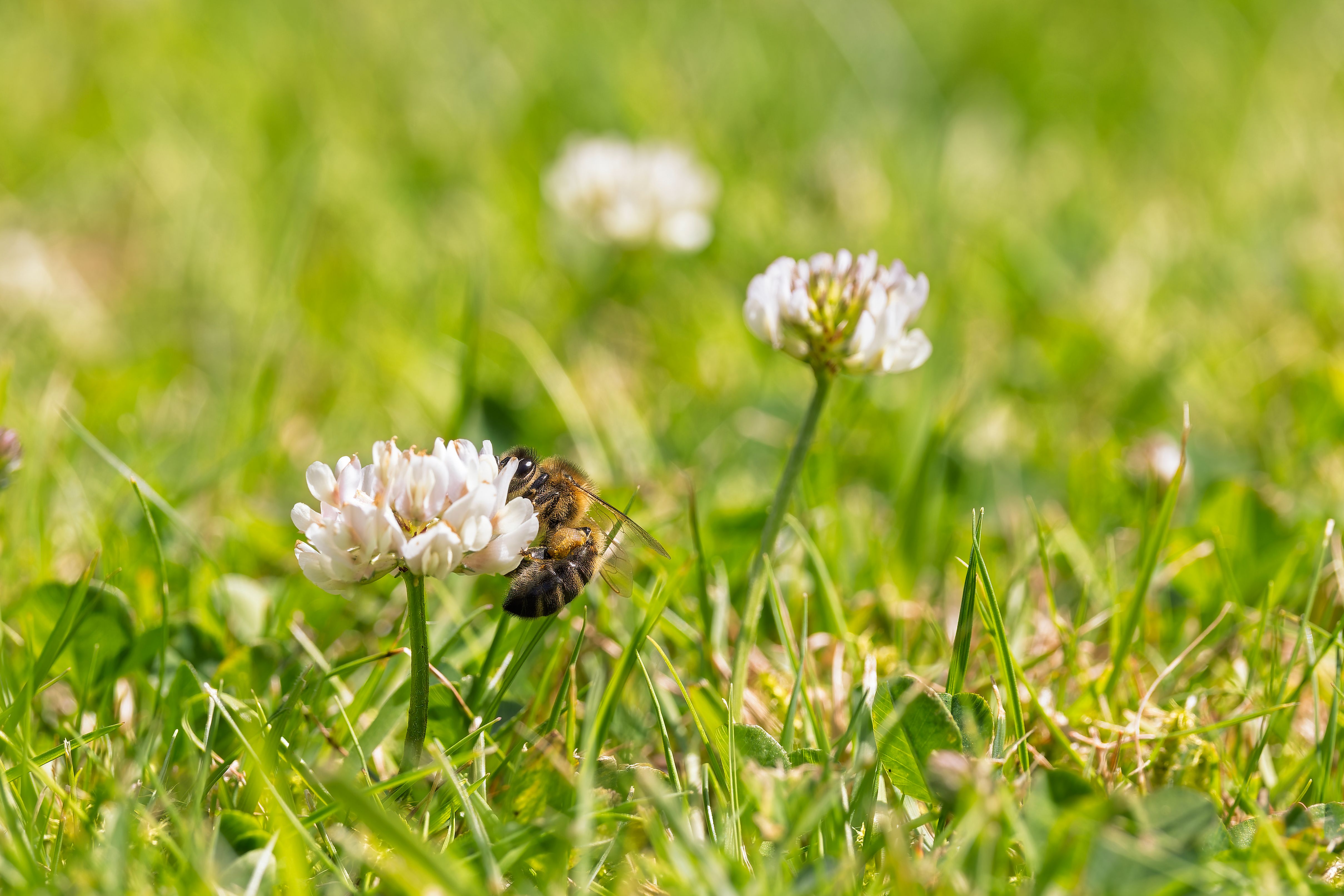 bee on clover