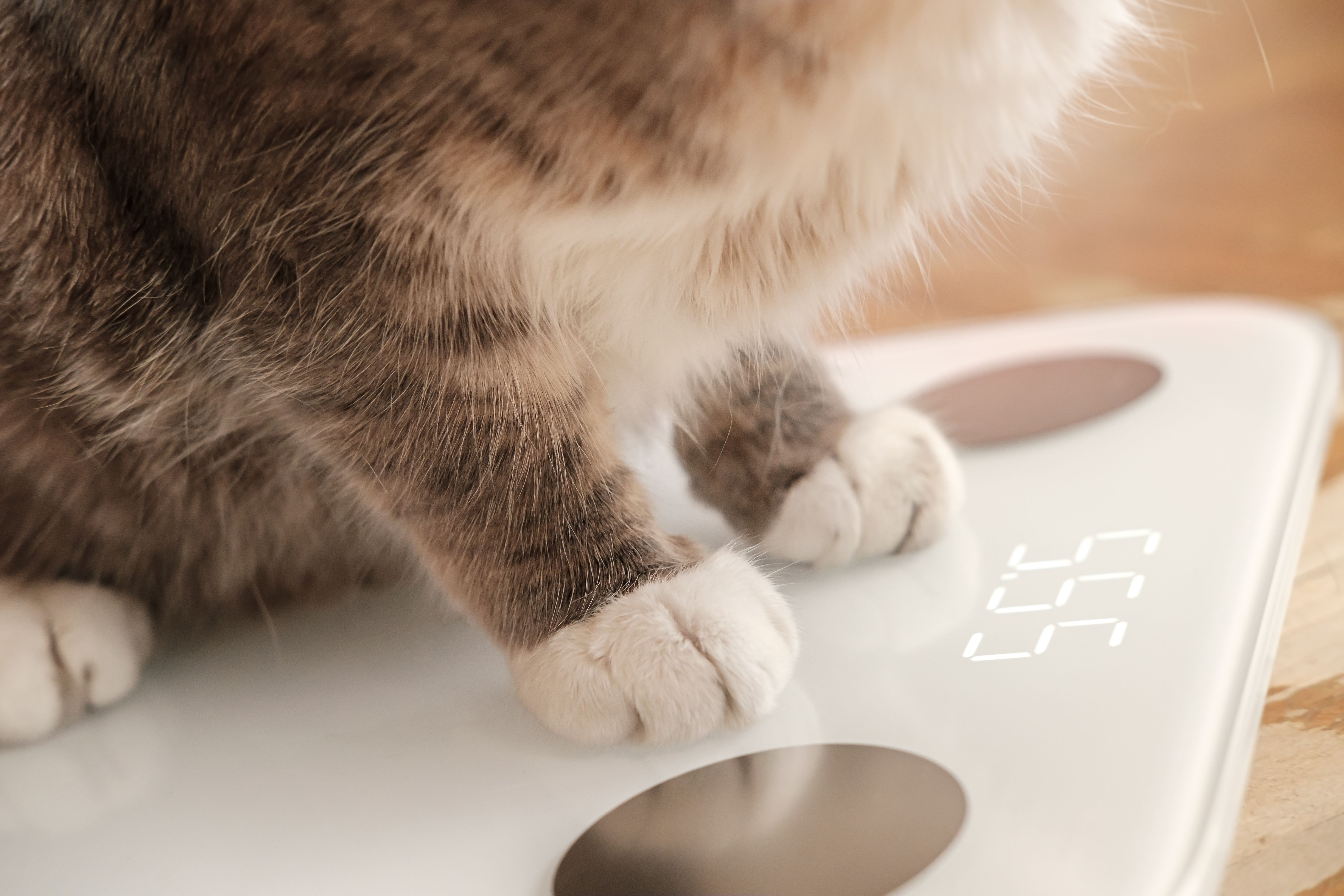 Cat paws stand on smart scales that makes bioelectric impedance analysis, BIA, body fat measurement. Curious pets.