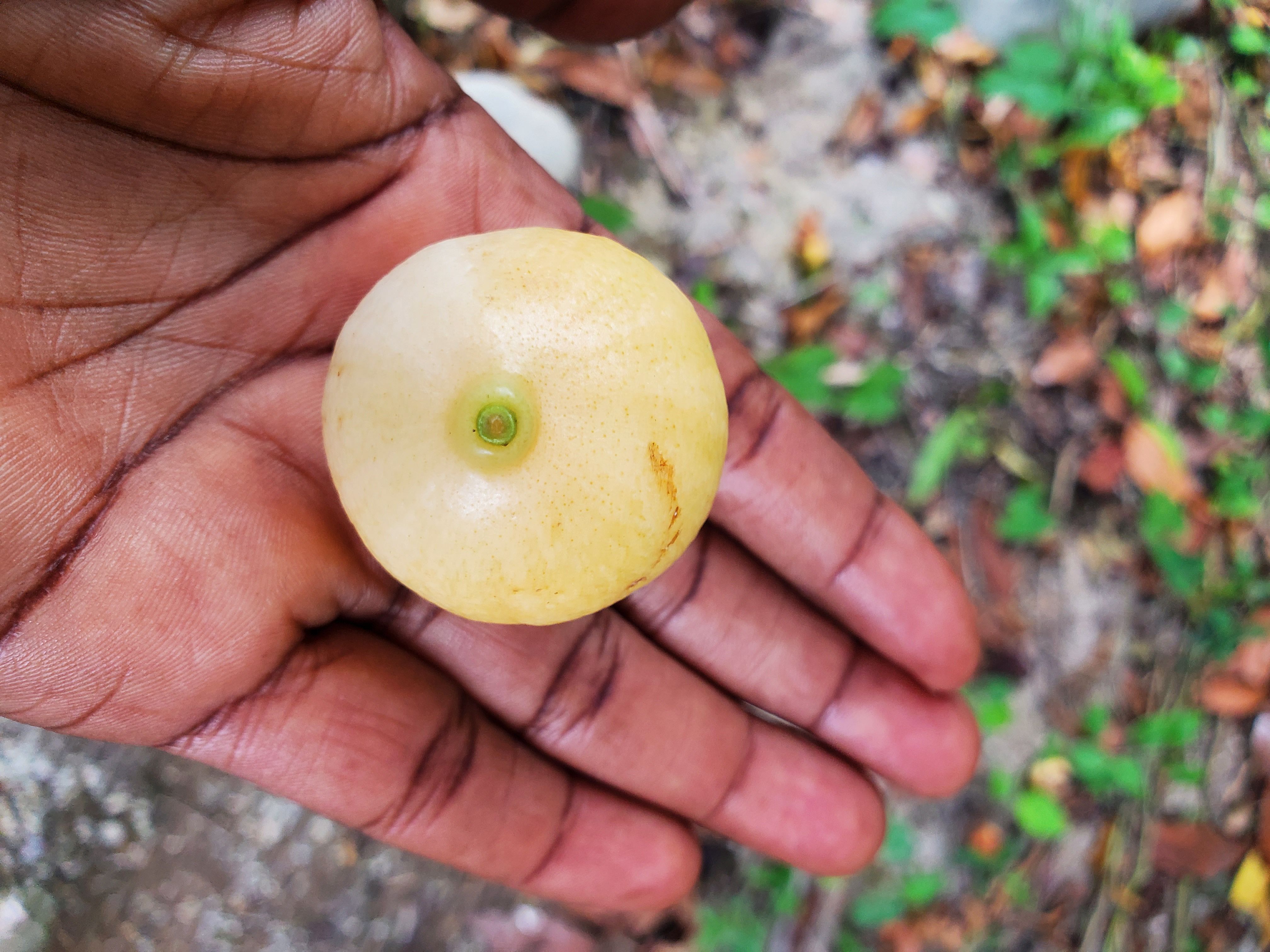 amarula fruit