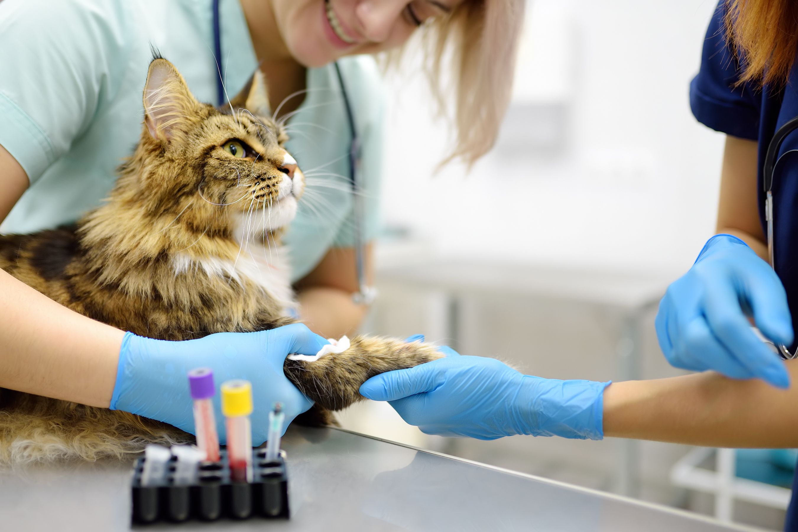 veterinarian checkup