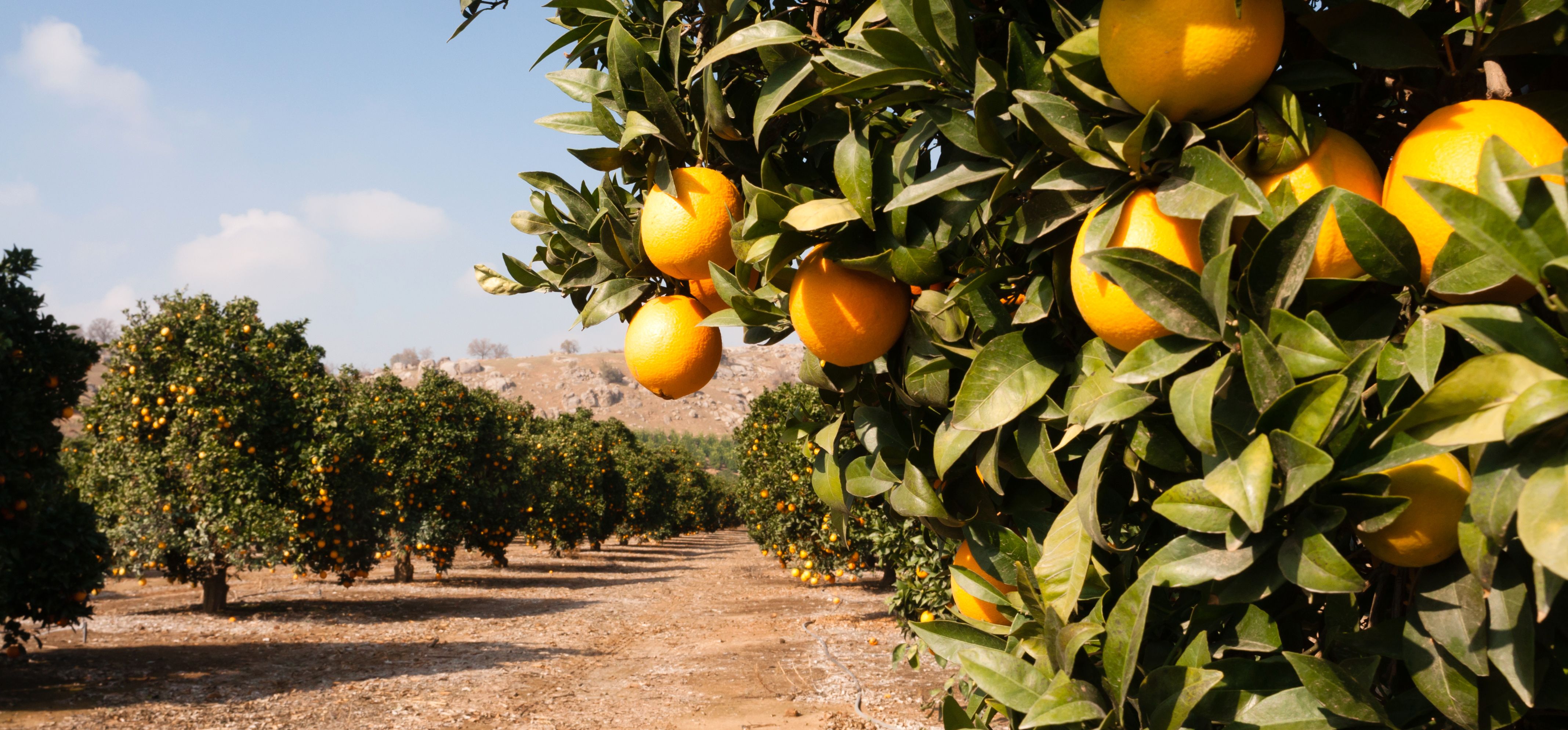 Citrus Fruit Oranges Ripening Agriculture Farm Orange Grove