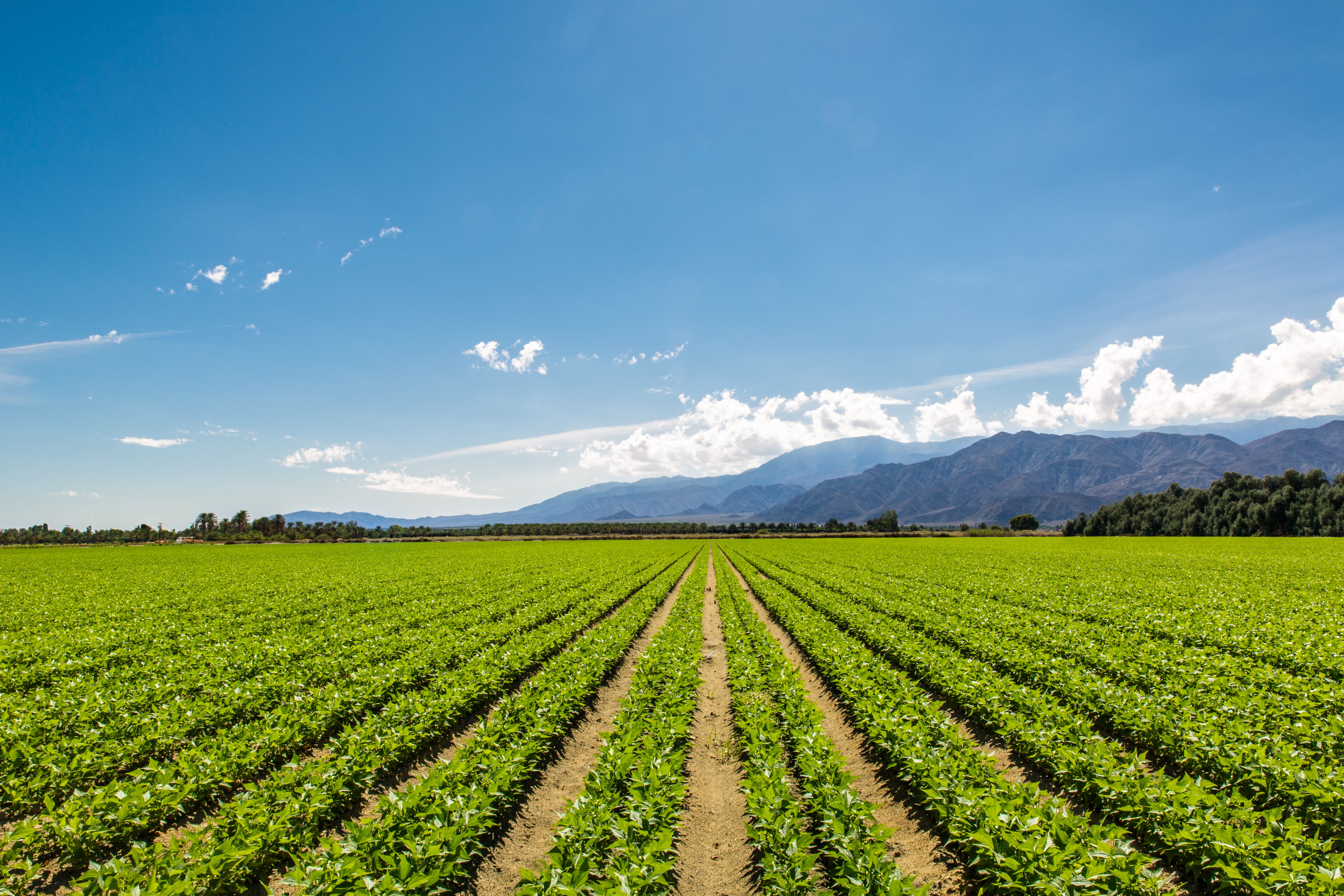 organic farming