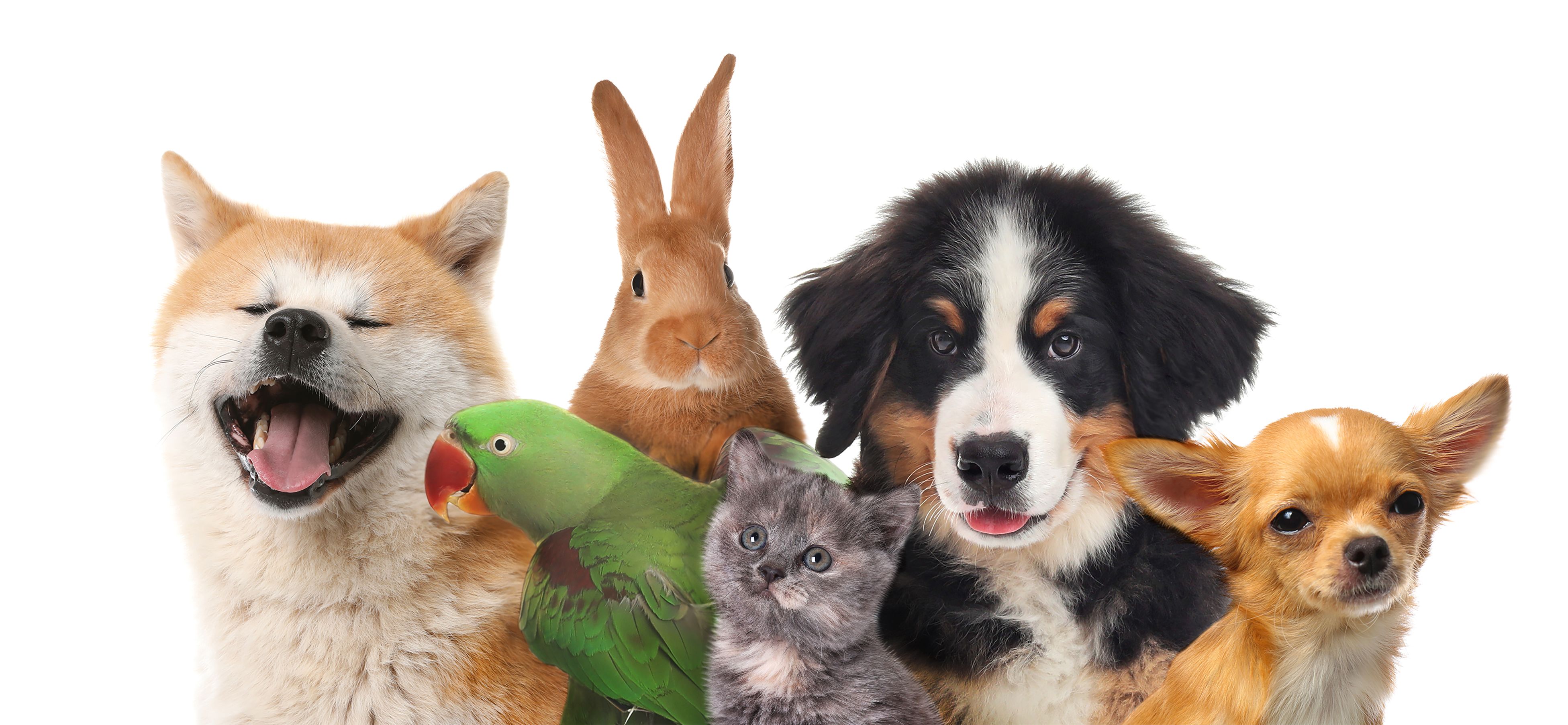 pet competition guidelines
