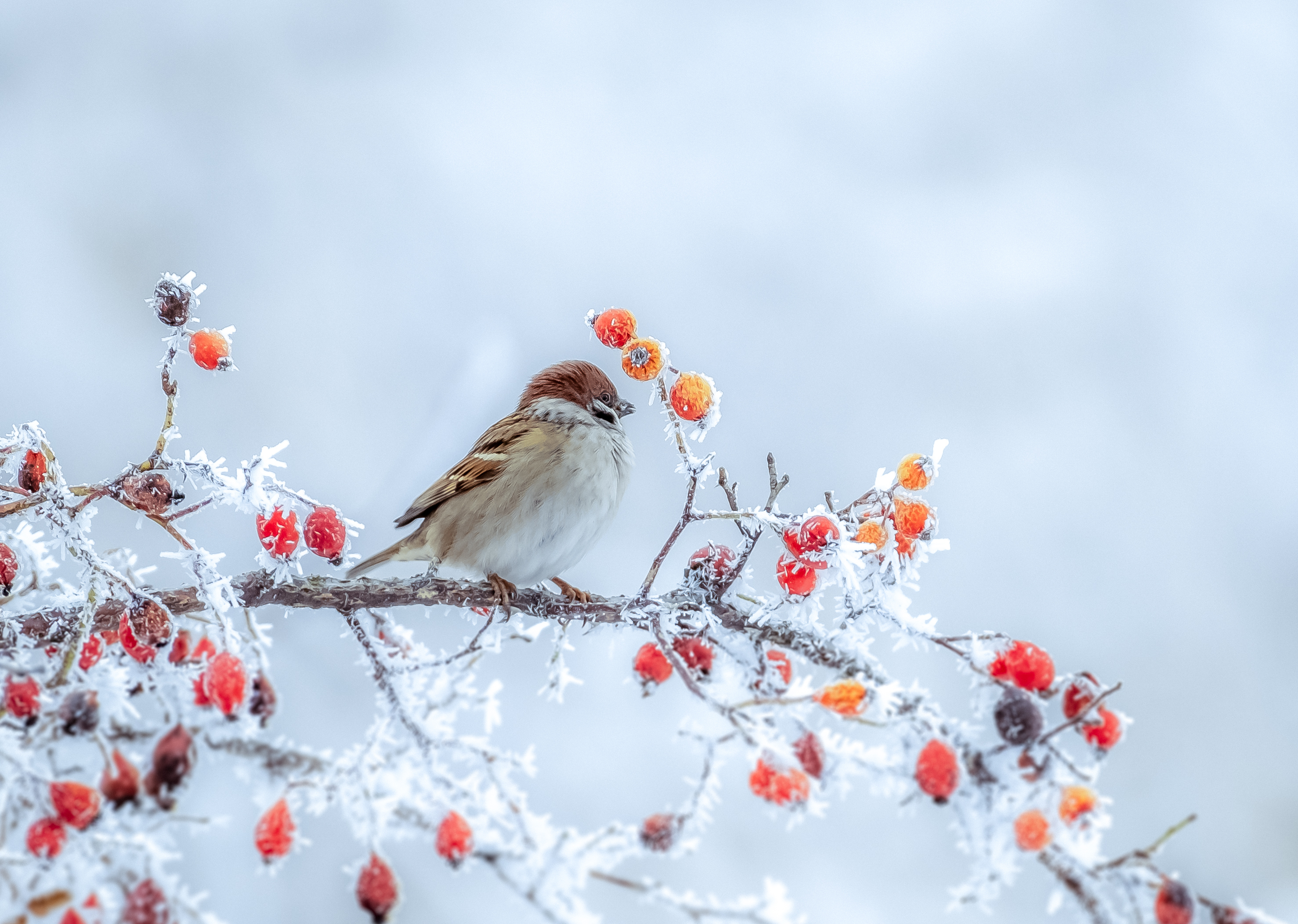 A frozen sparrow sits on a prickly and snow-covered branch of a rosehip with red berries on a frosty winter morning A frozen sparrow sits on a prickly and snow-covered branch of a rosehip with red berries on a frosty winter morning