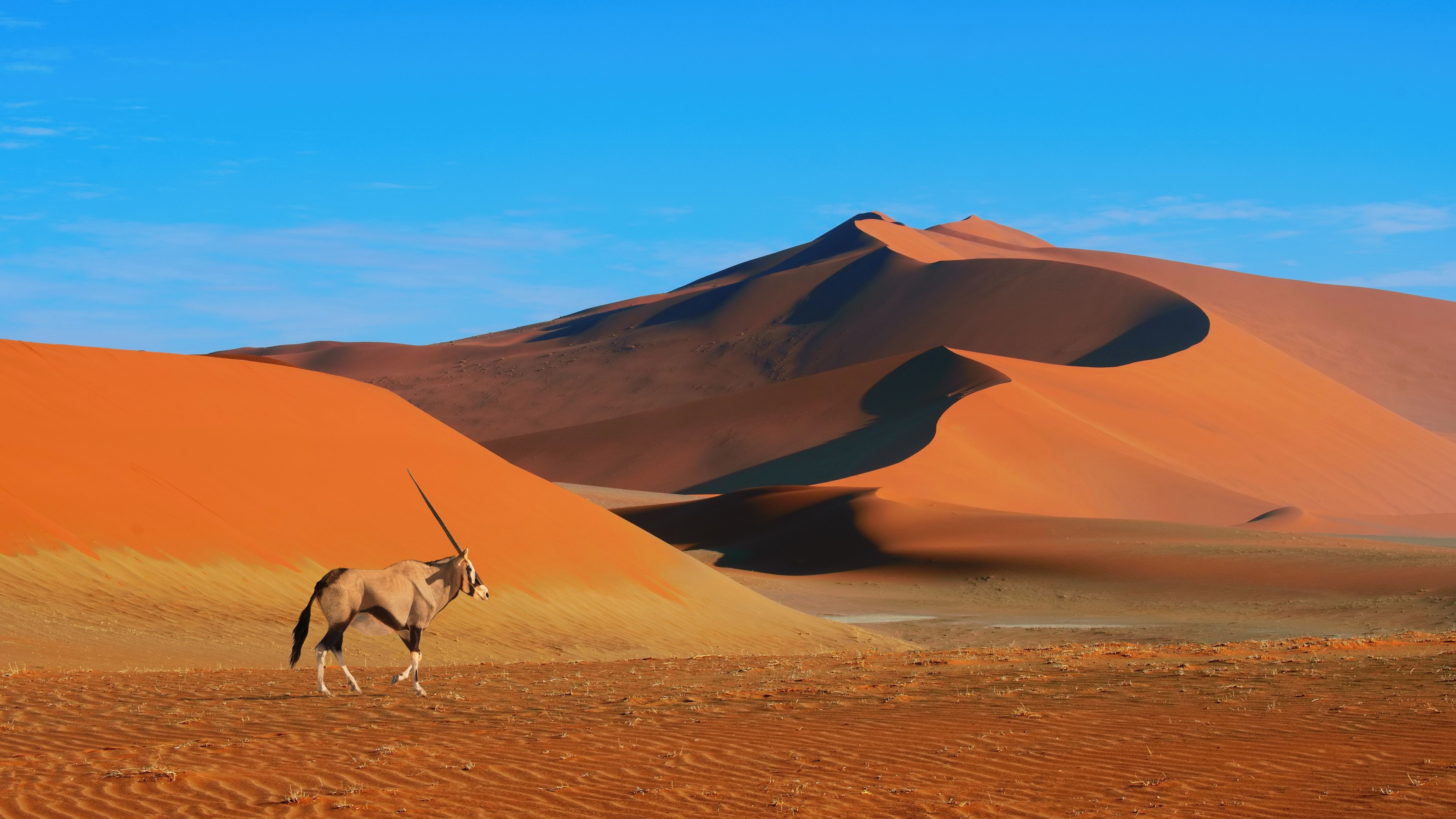 antelope landscape