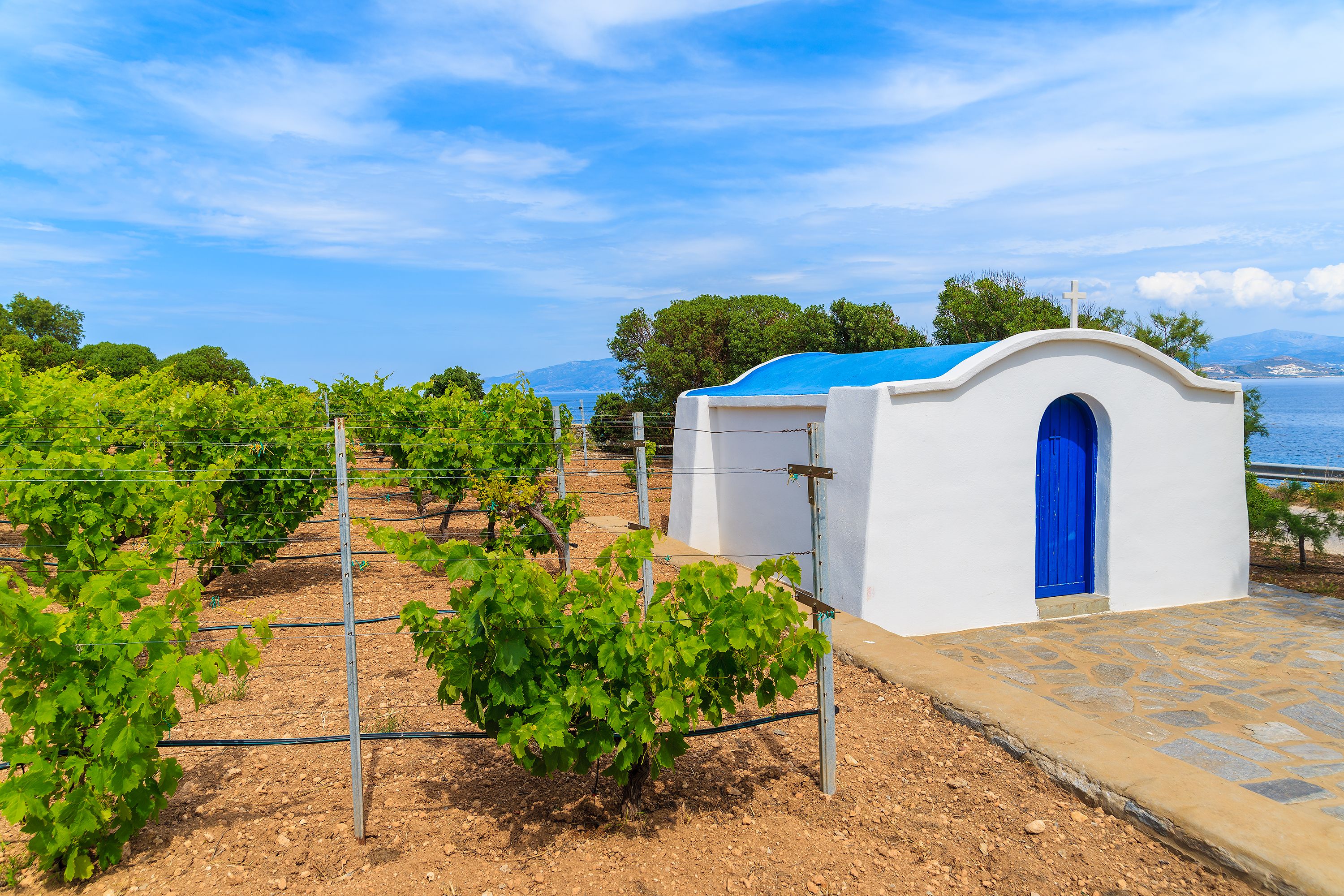paros vineyard