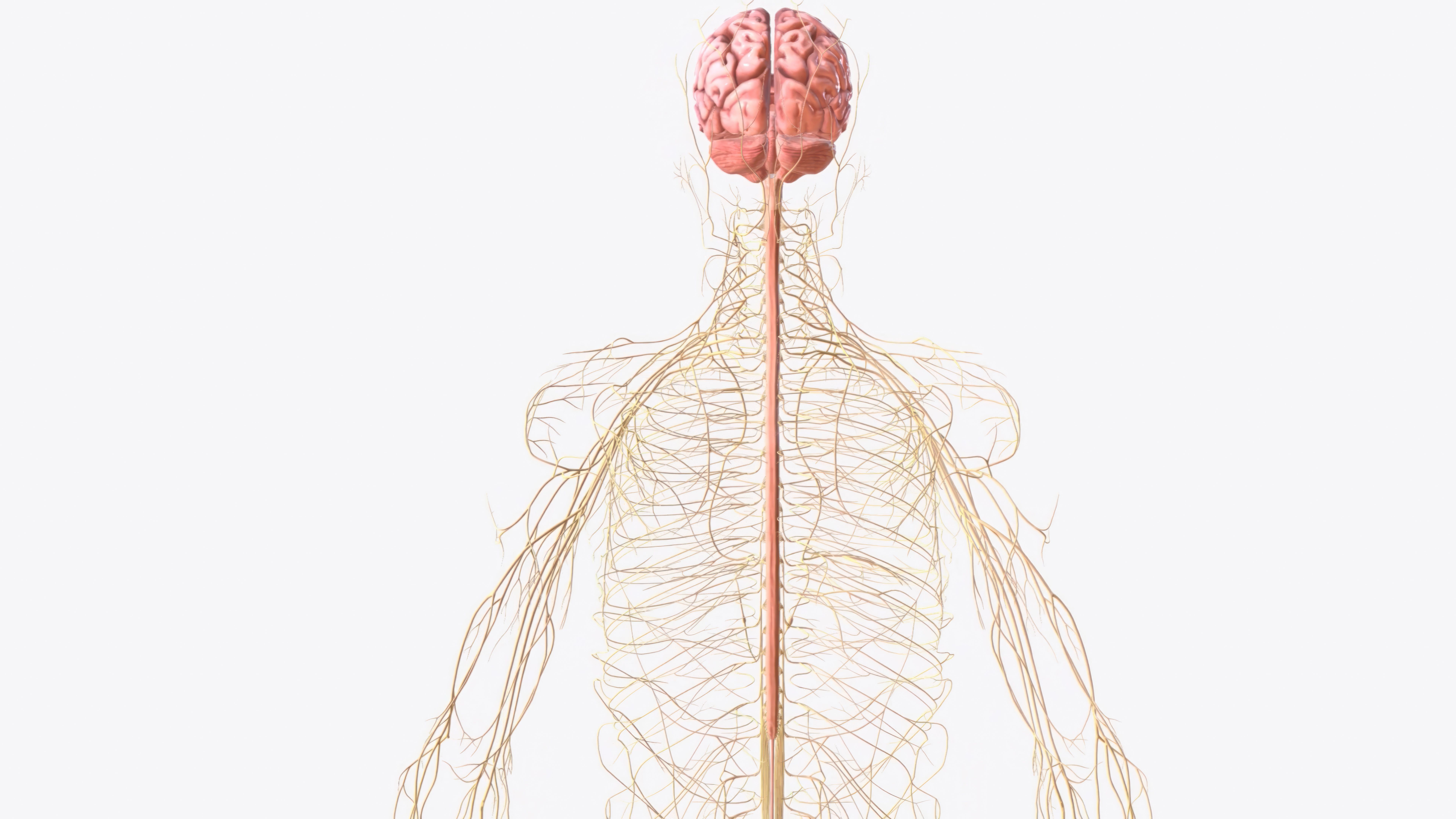 Brain spinal cord and nerves