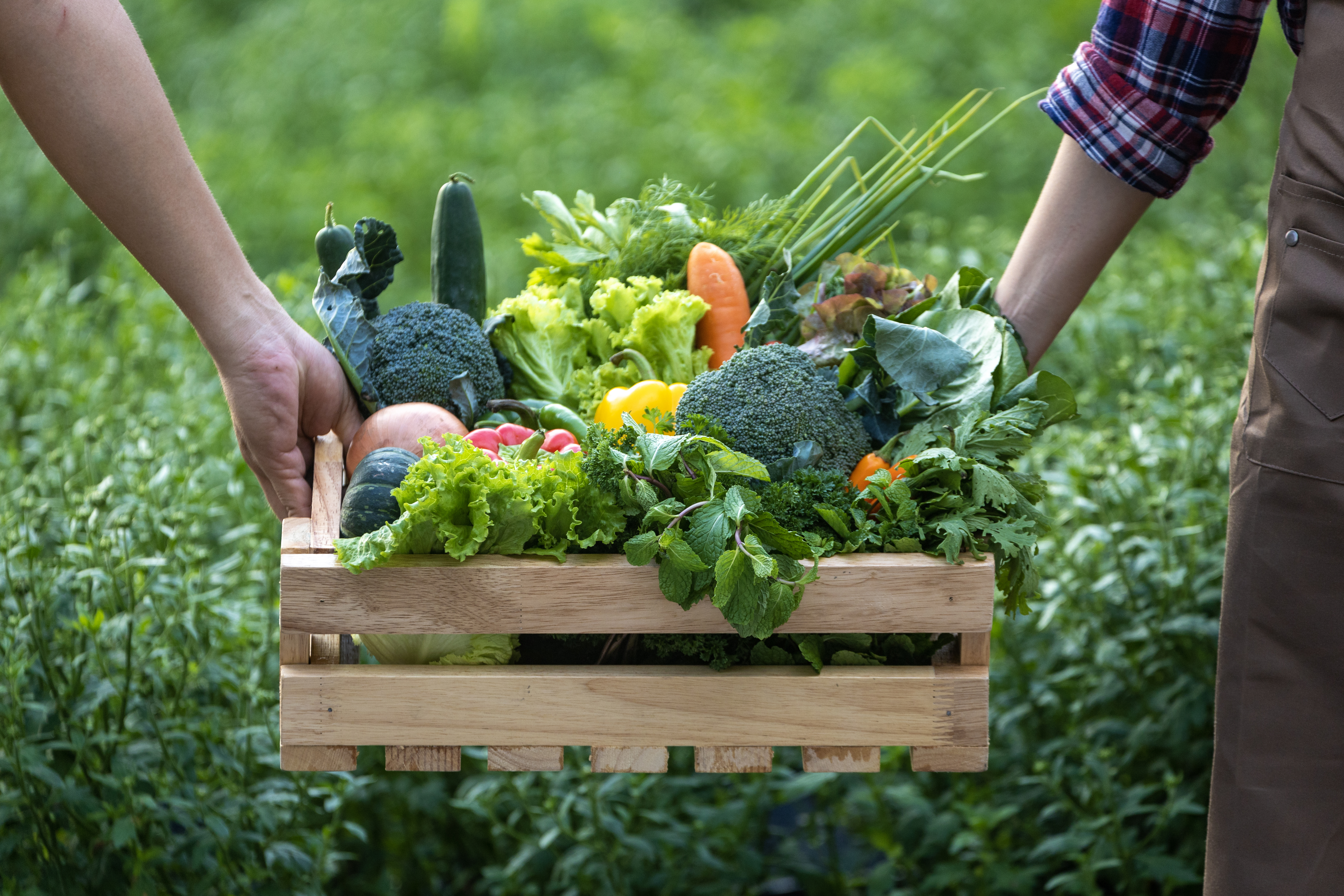 Hand of farmers carrying the wooden tray full of freshly pick organics vegetables at the garden for harvest season and healthy diet food Hand of farmers carrying the wooden tray full of freshly pick organics vegetables at the garden for harvest season and healthy diet food