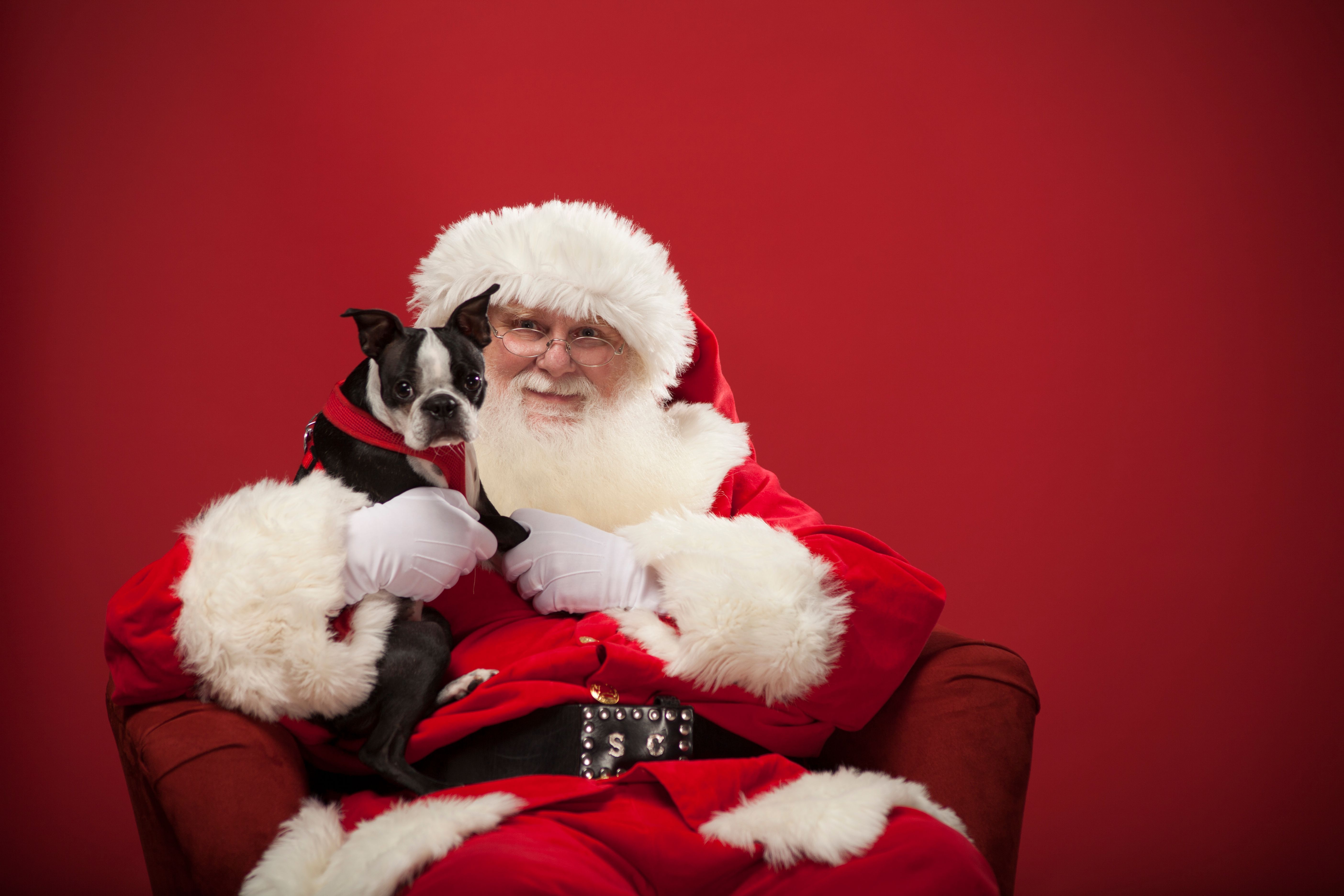 dogs santa
