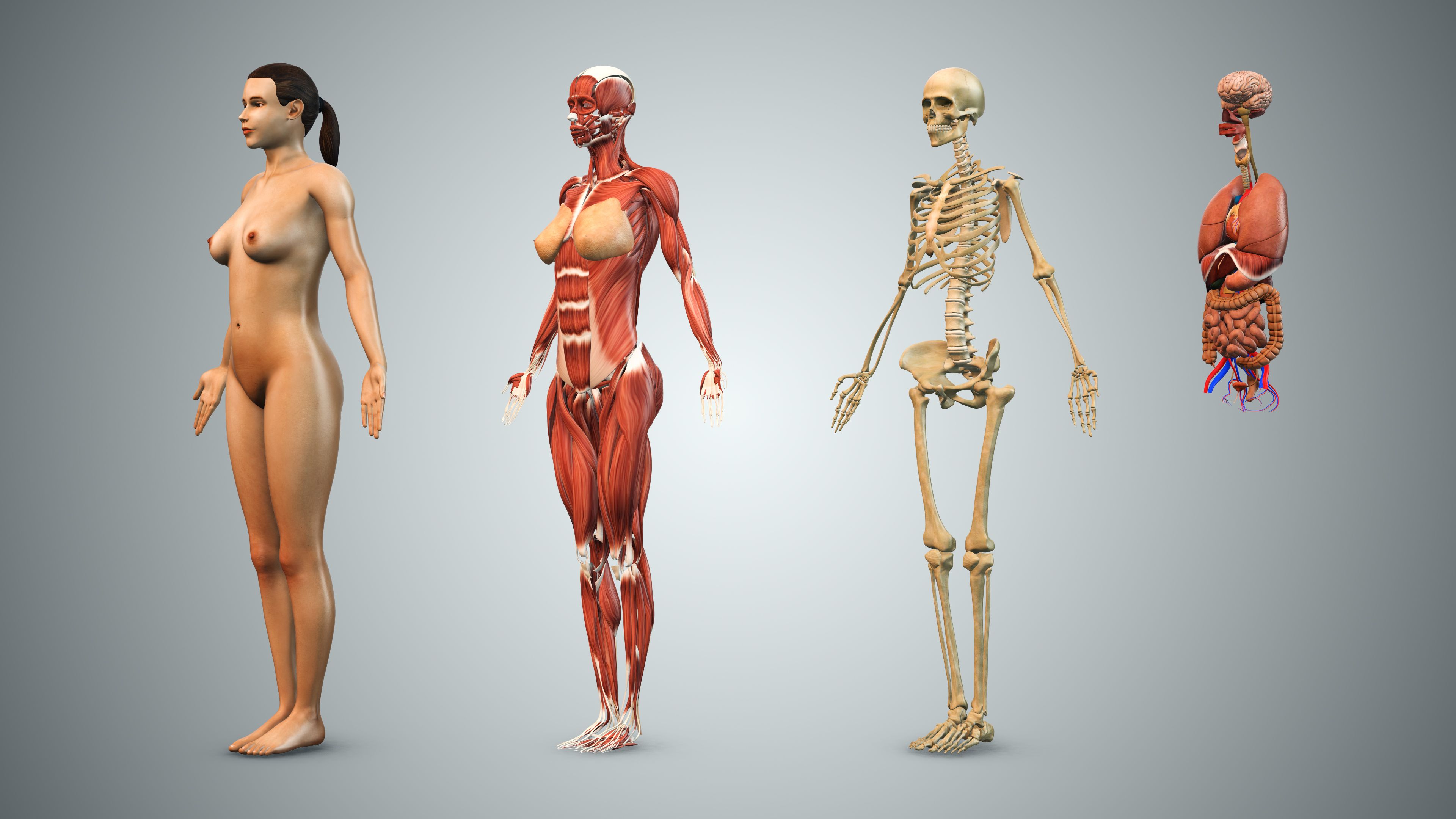 human physiology