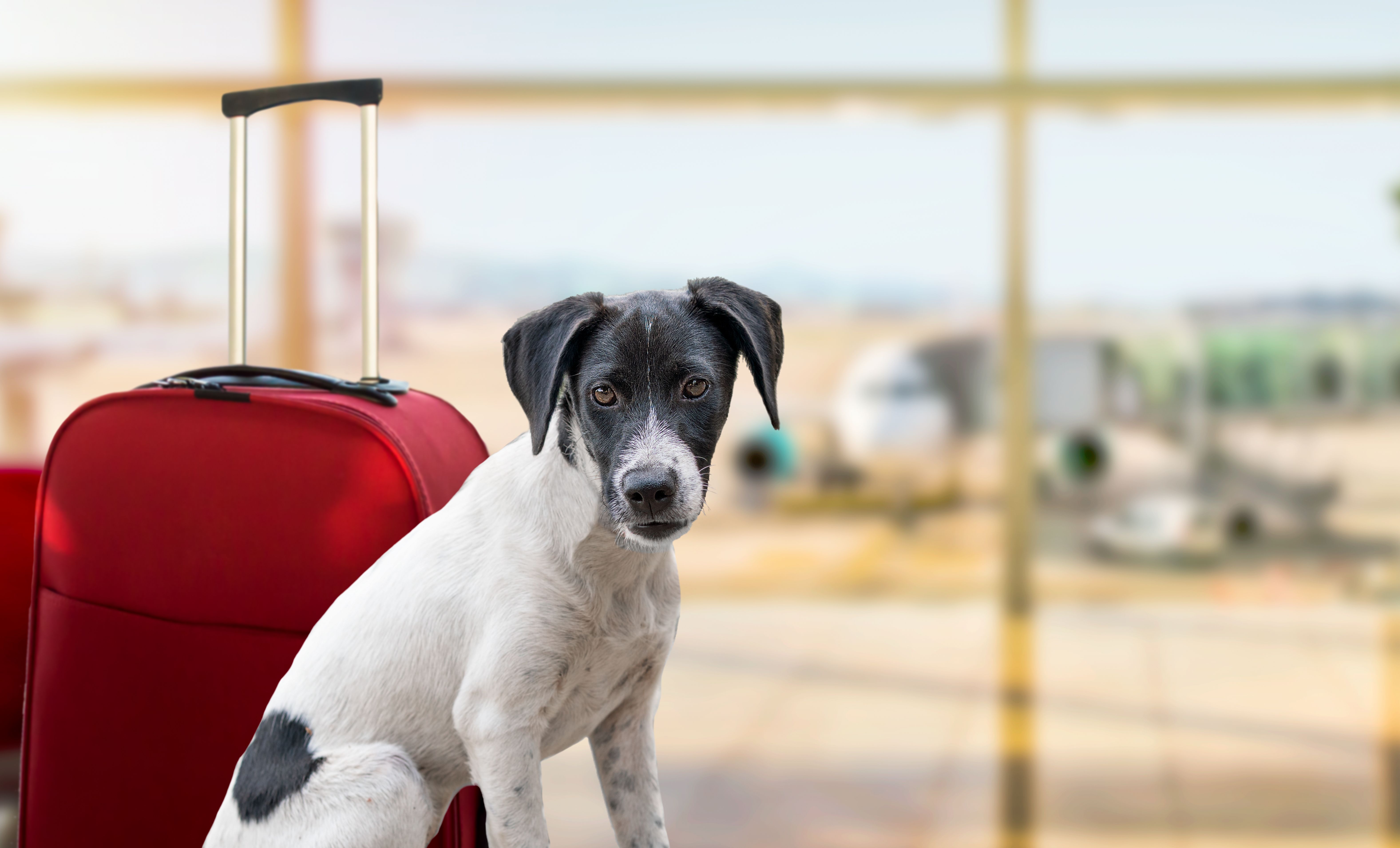 dog waiting at the airport terminal ready to board on the airplane