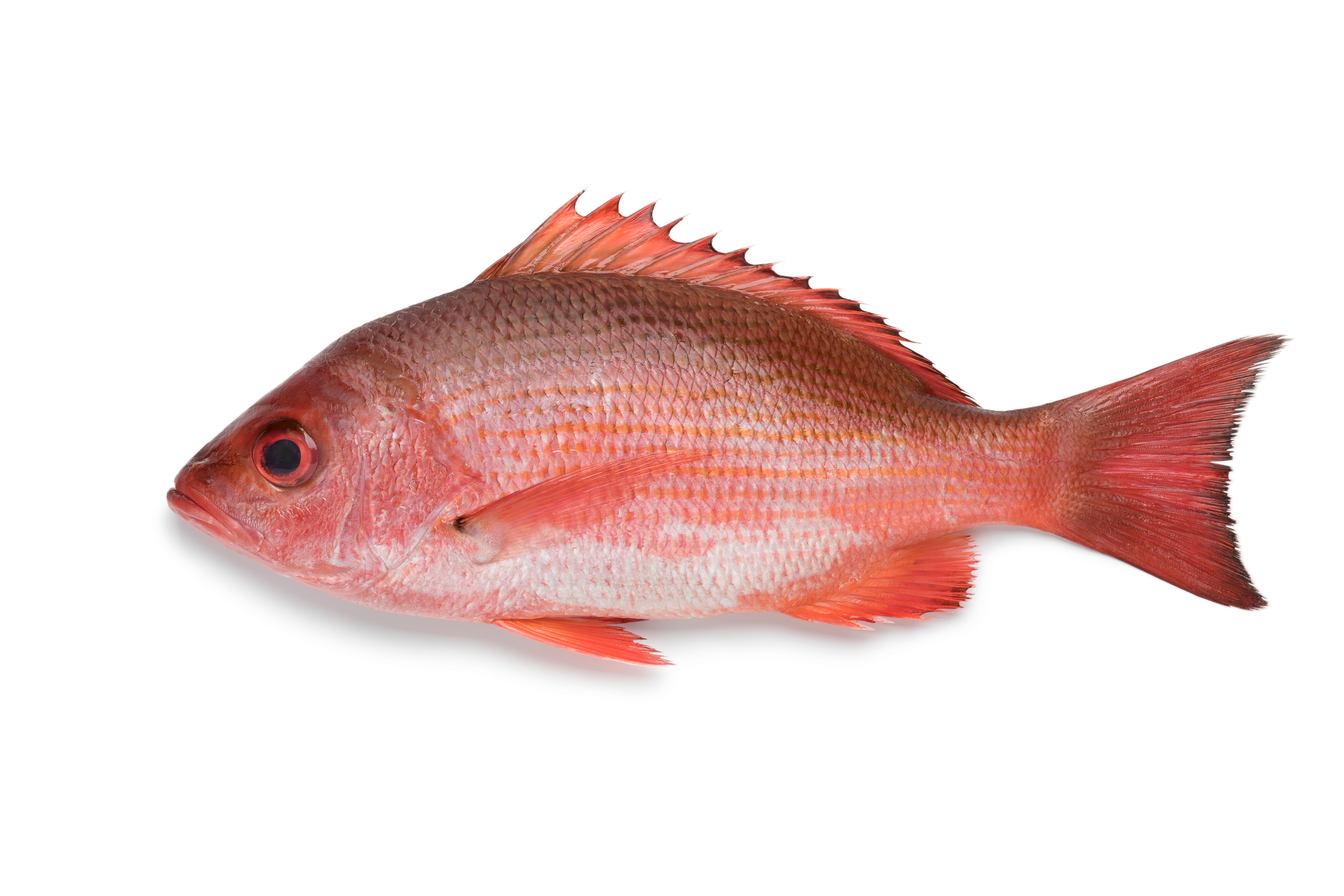 red snapper