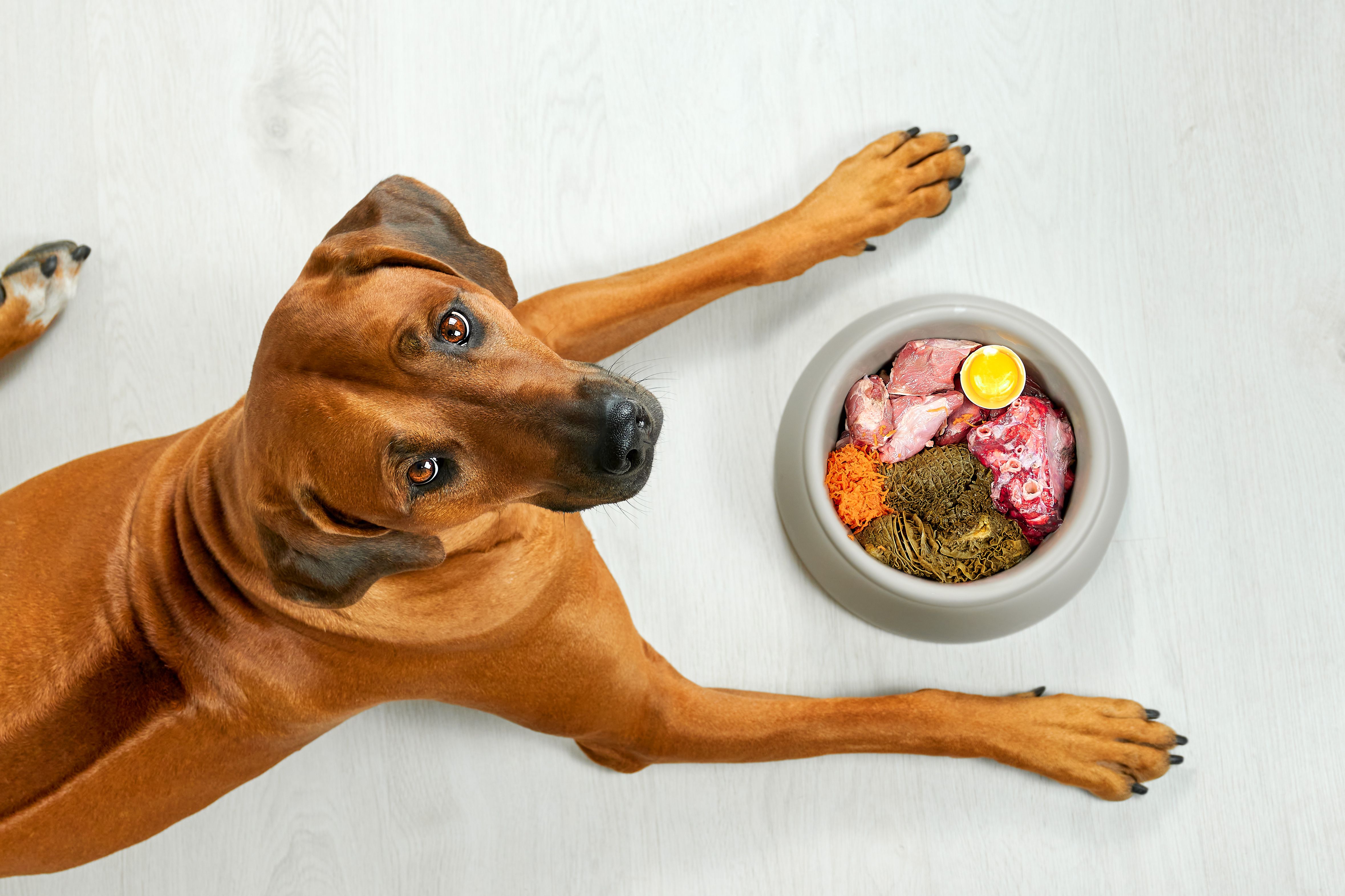 dog healthy food