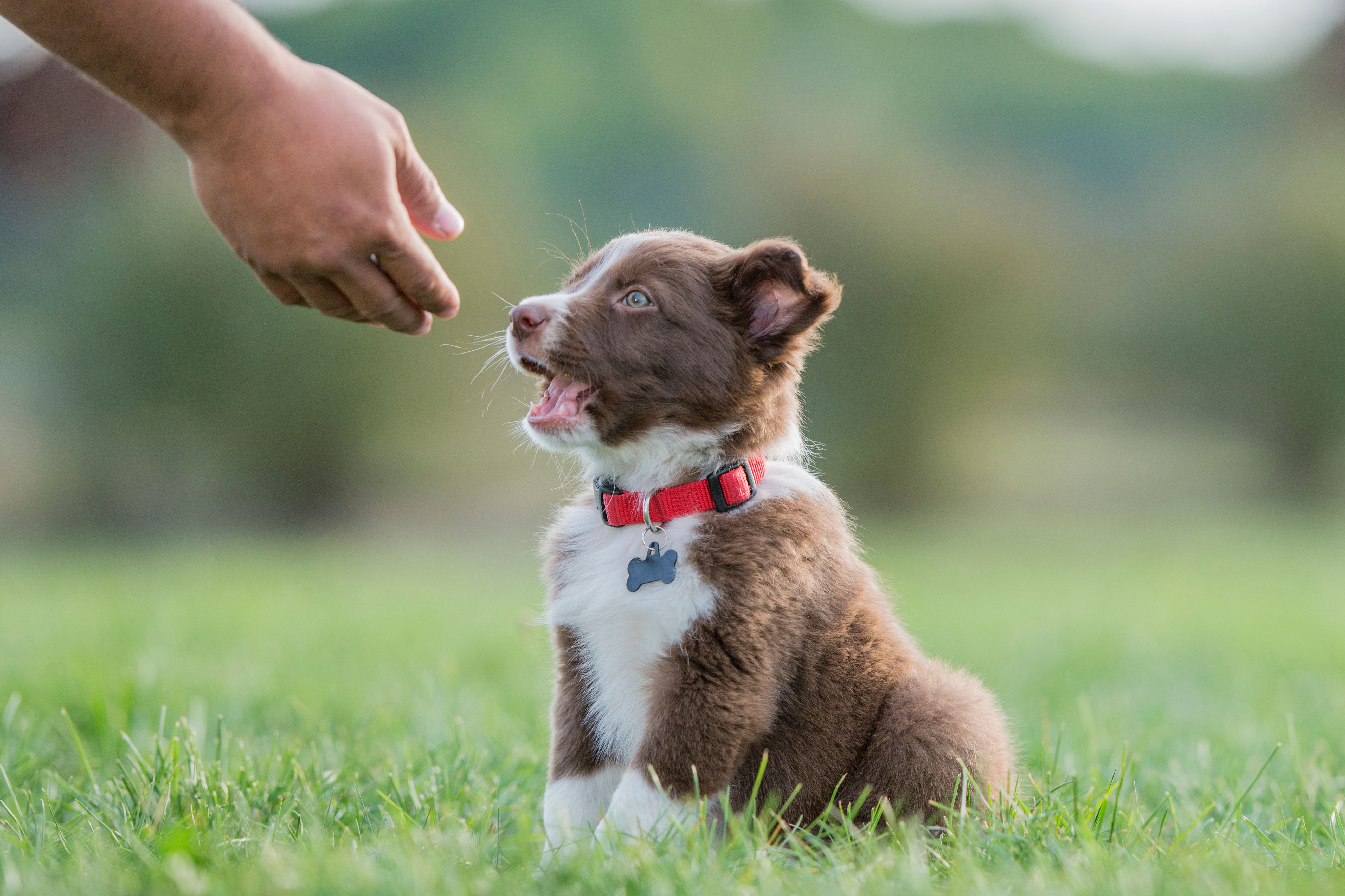 Sitting for a Treat Sitting for a Treat