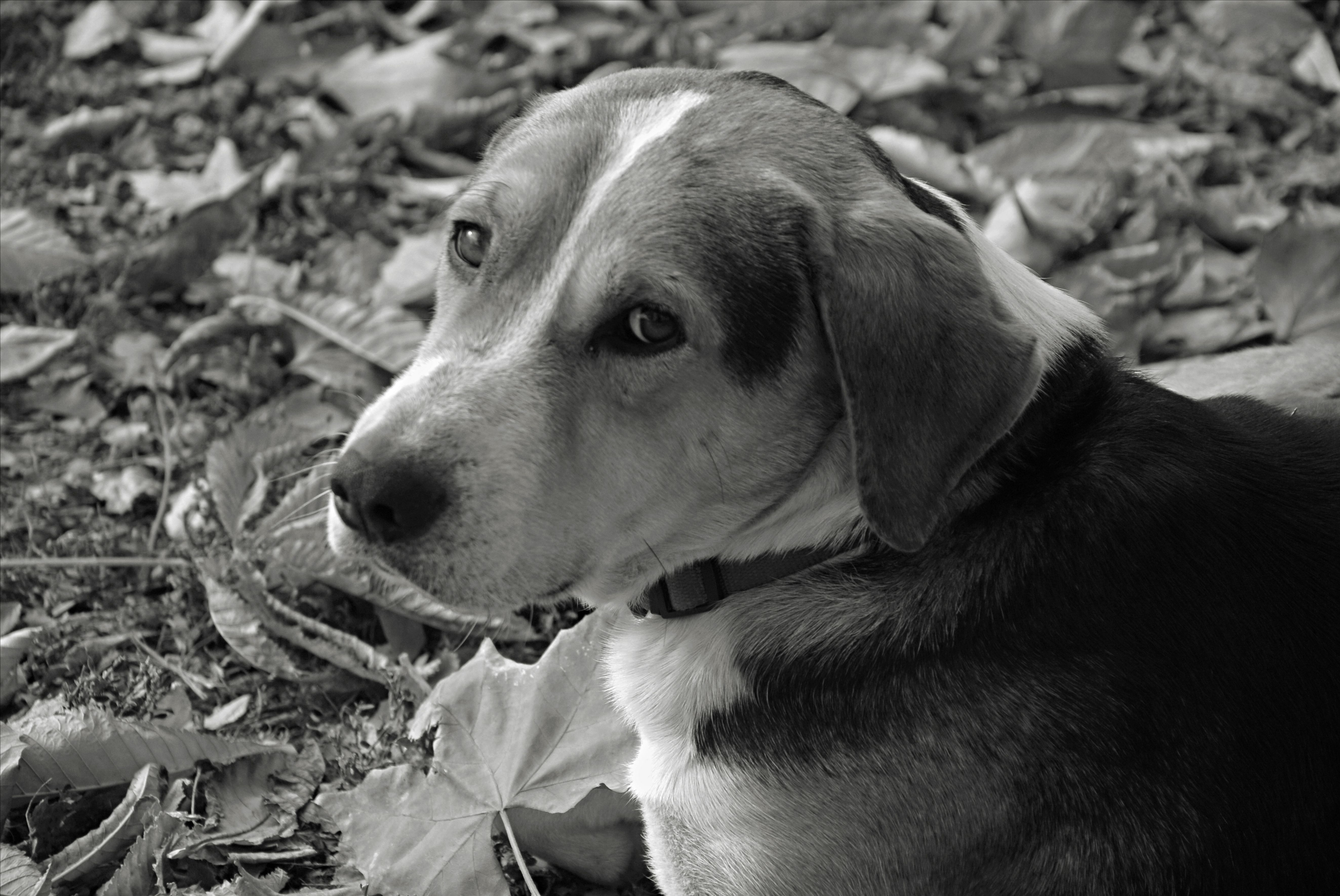 dog portrait art