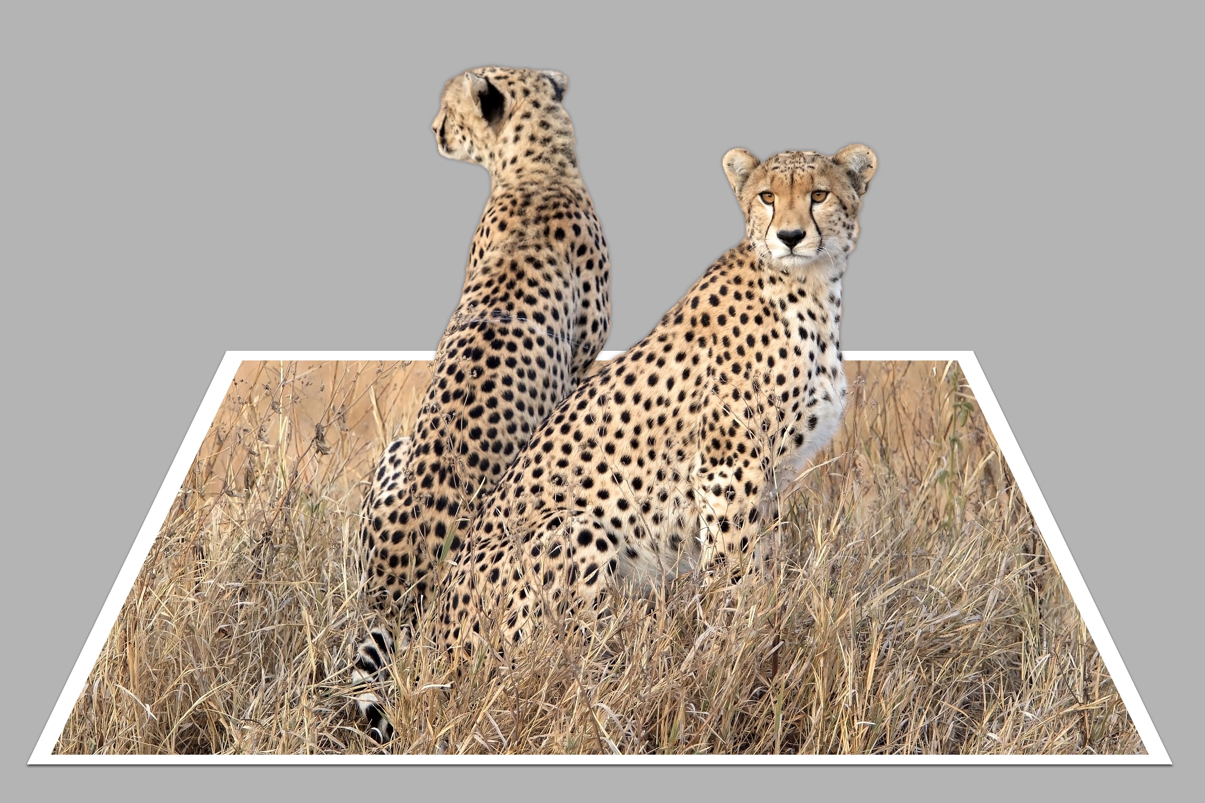 Cheetah (Acinonyx jubatus)