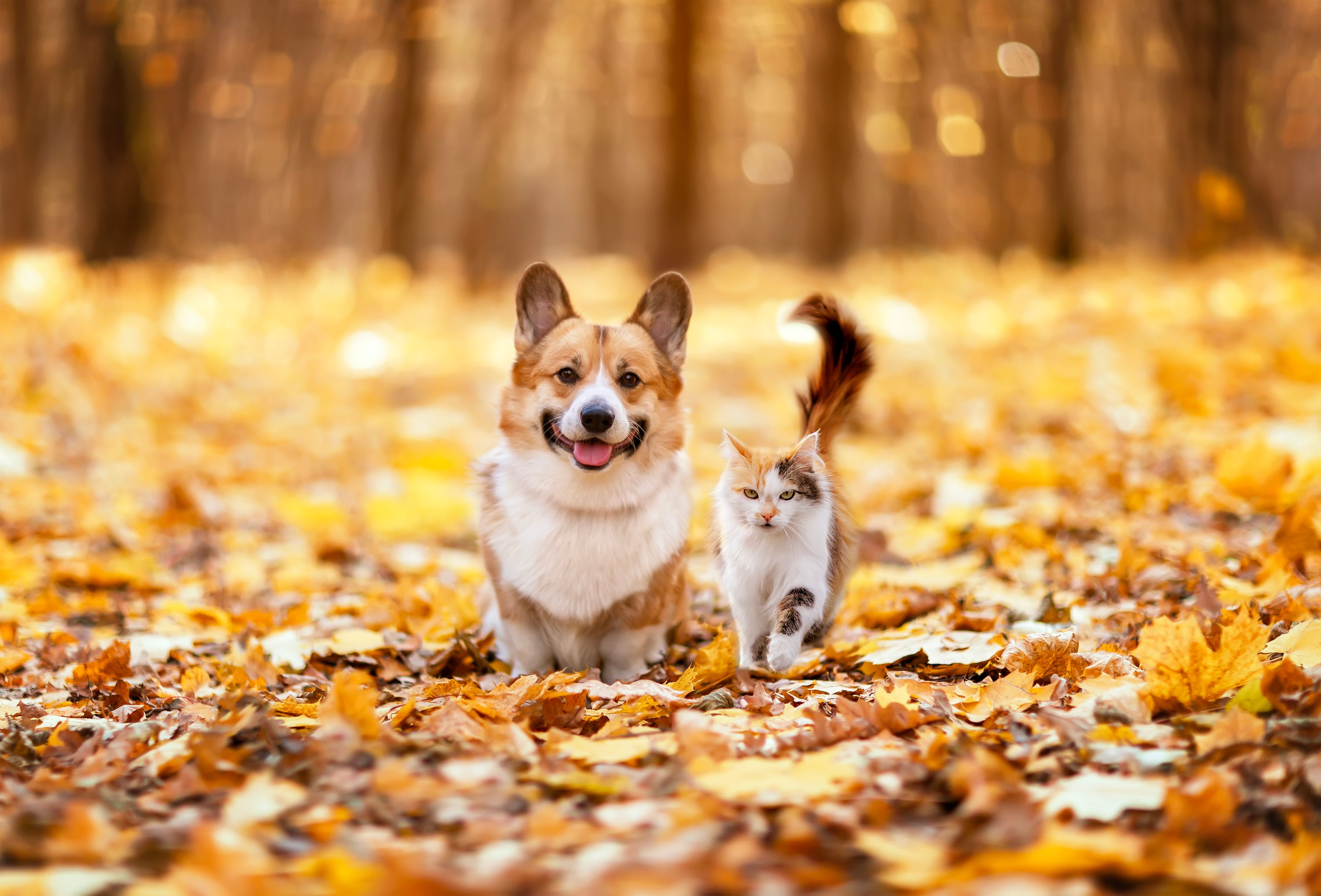 dog autumn leaves
