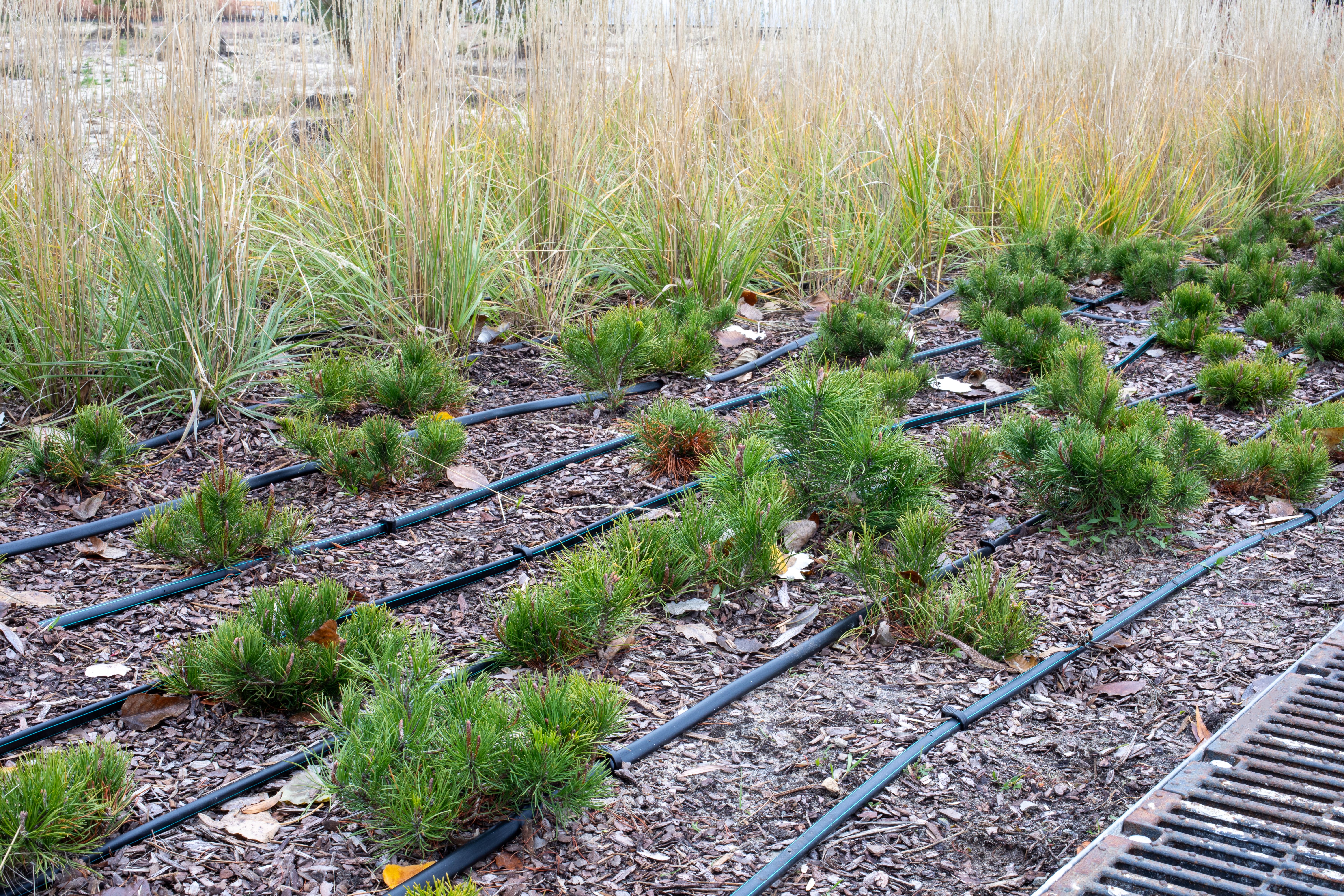 water efficient landscaping