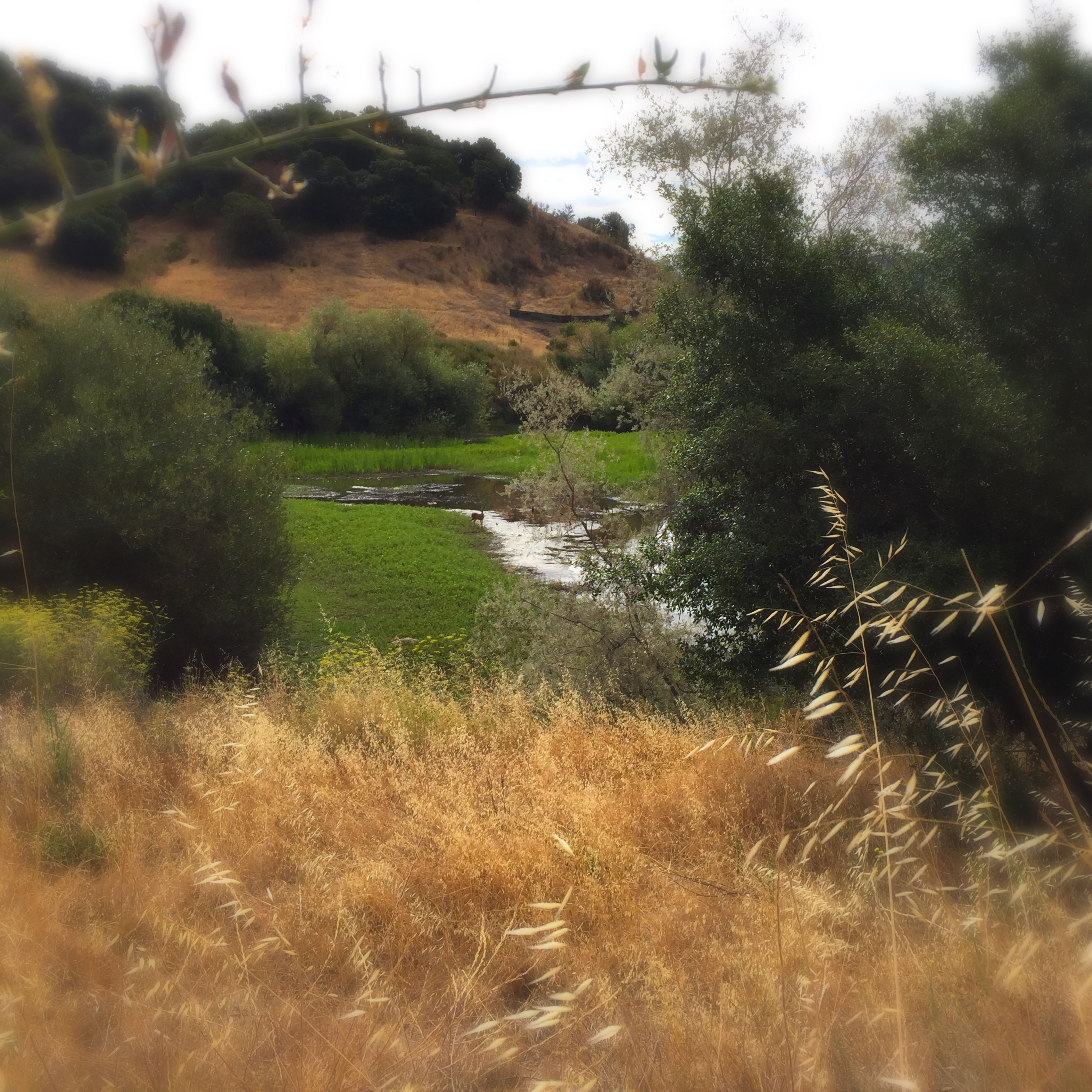 venturacounty nature