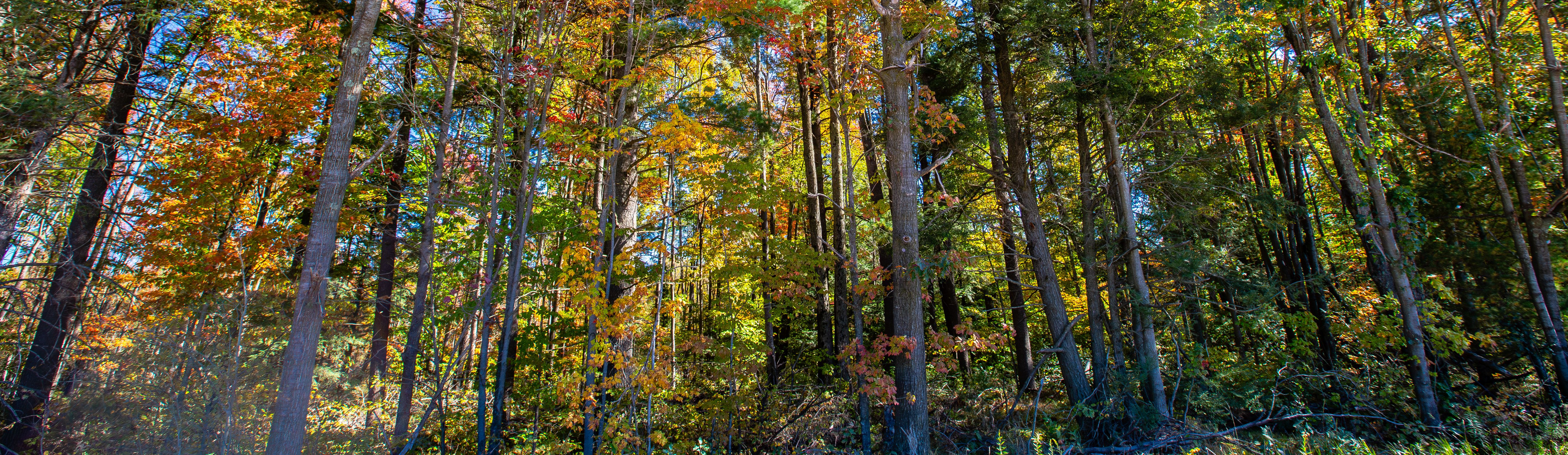 Colorful Wisconsin forest in early October