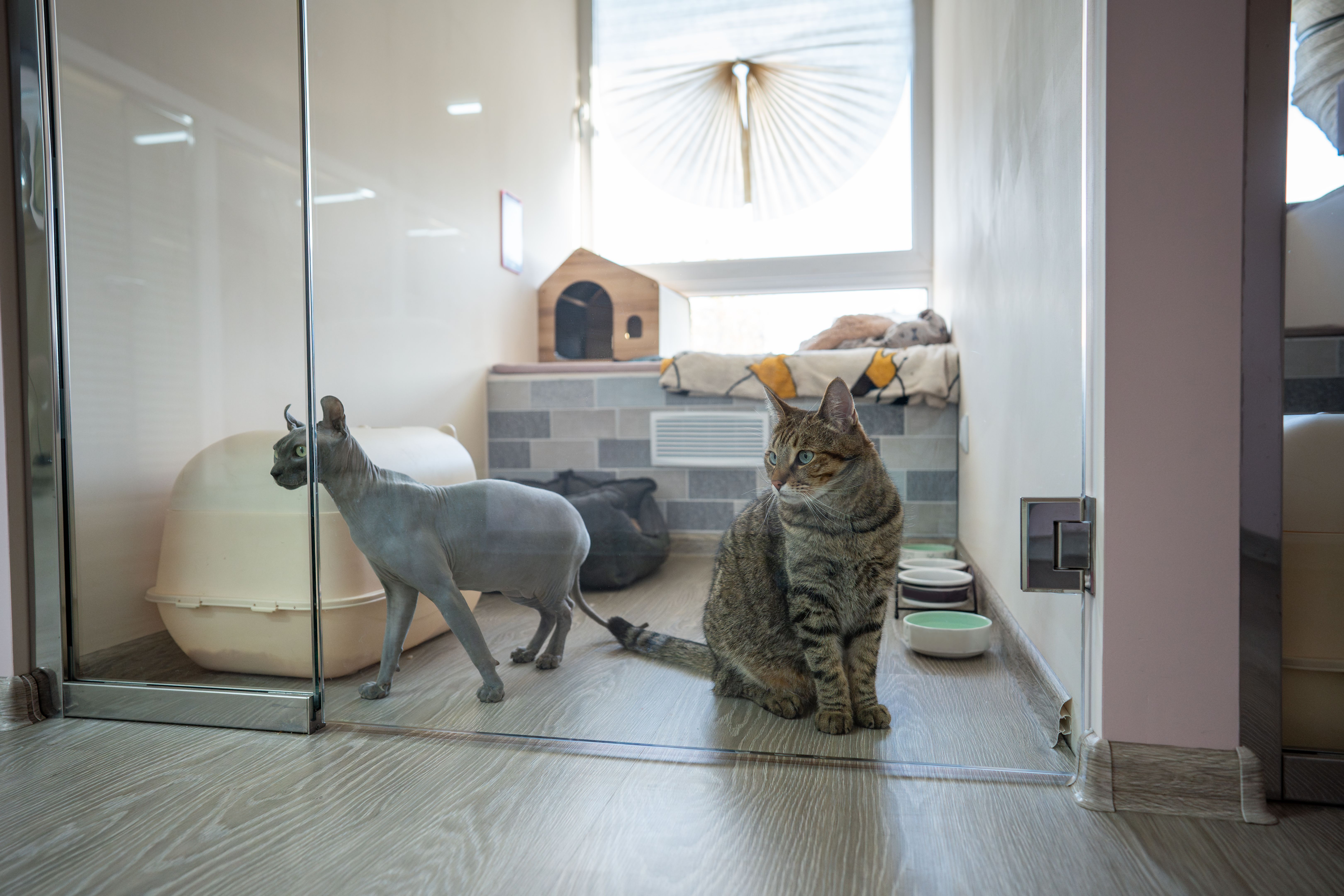 Sphynx and European shorthair cats gaze through glass doors in pet hotel, observing other animals