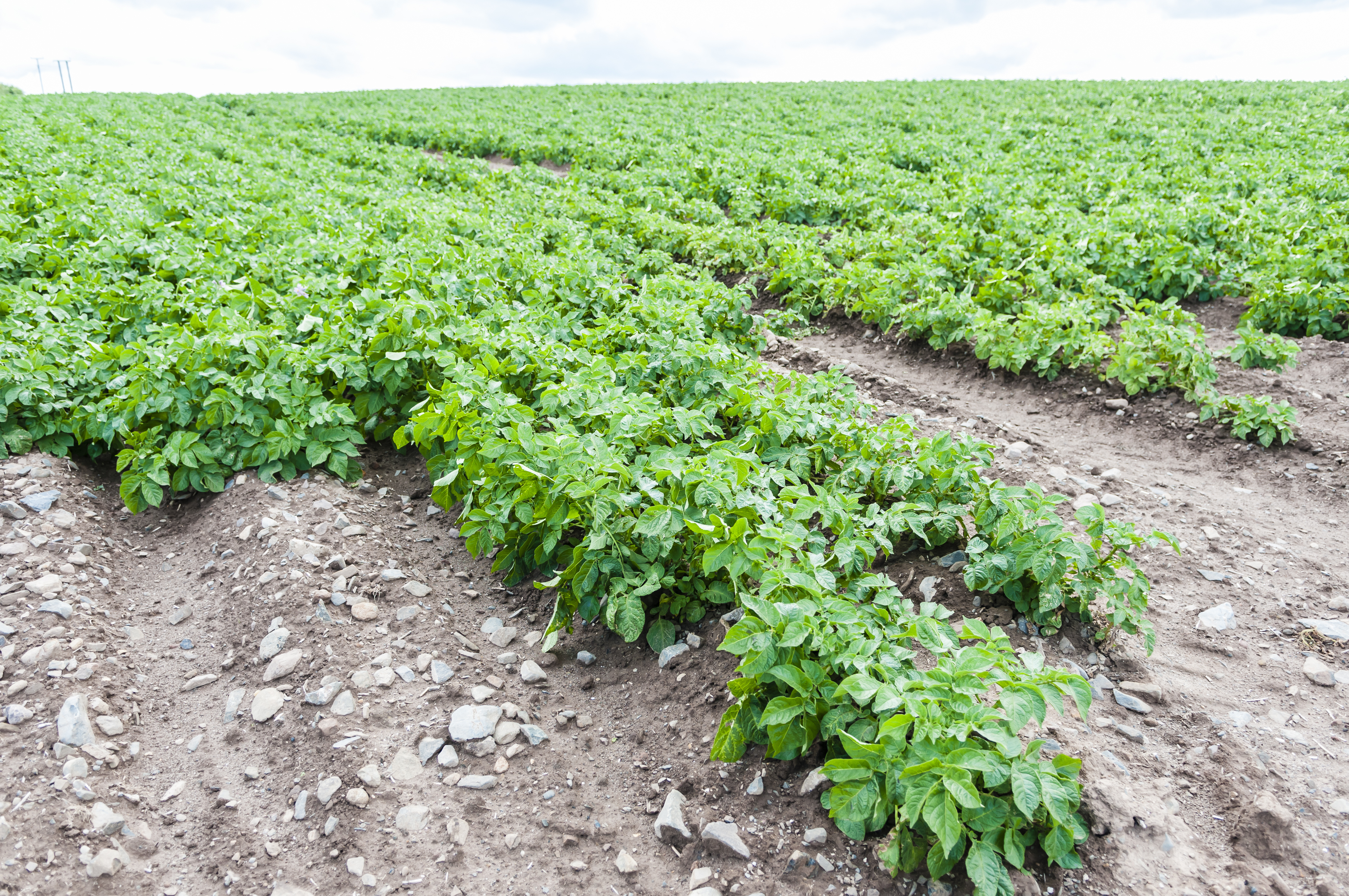 Potatoes growing in a field in Comber, County Down, Northern Ireland