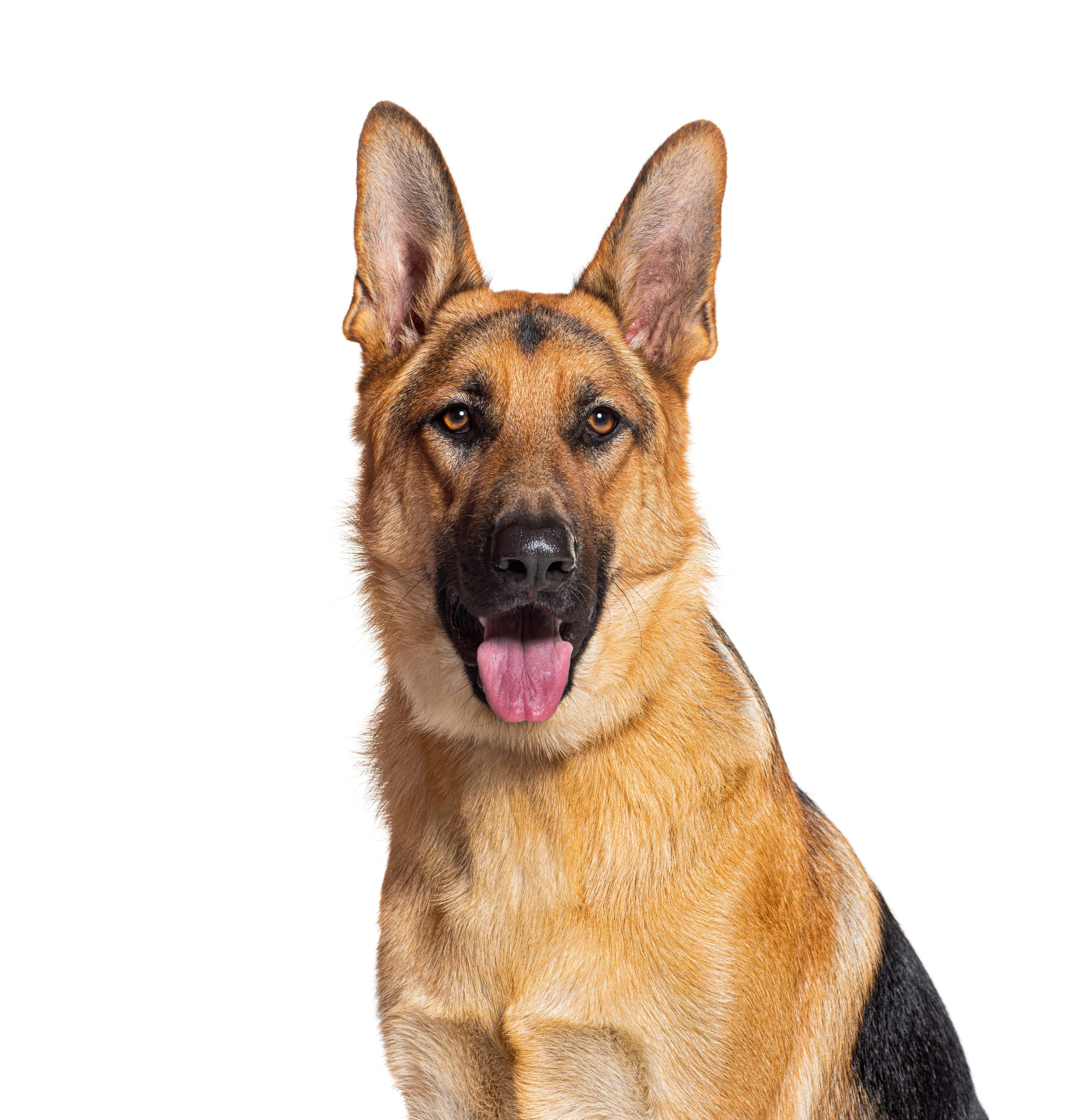 german shepherd dog